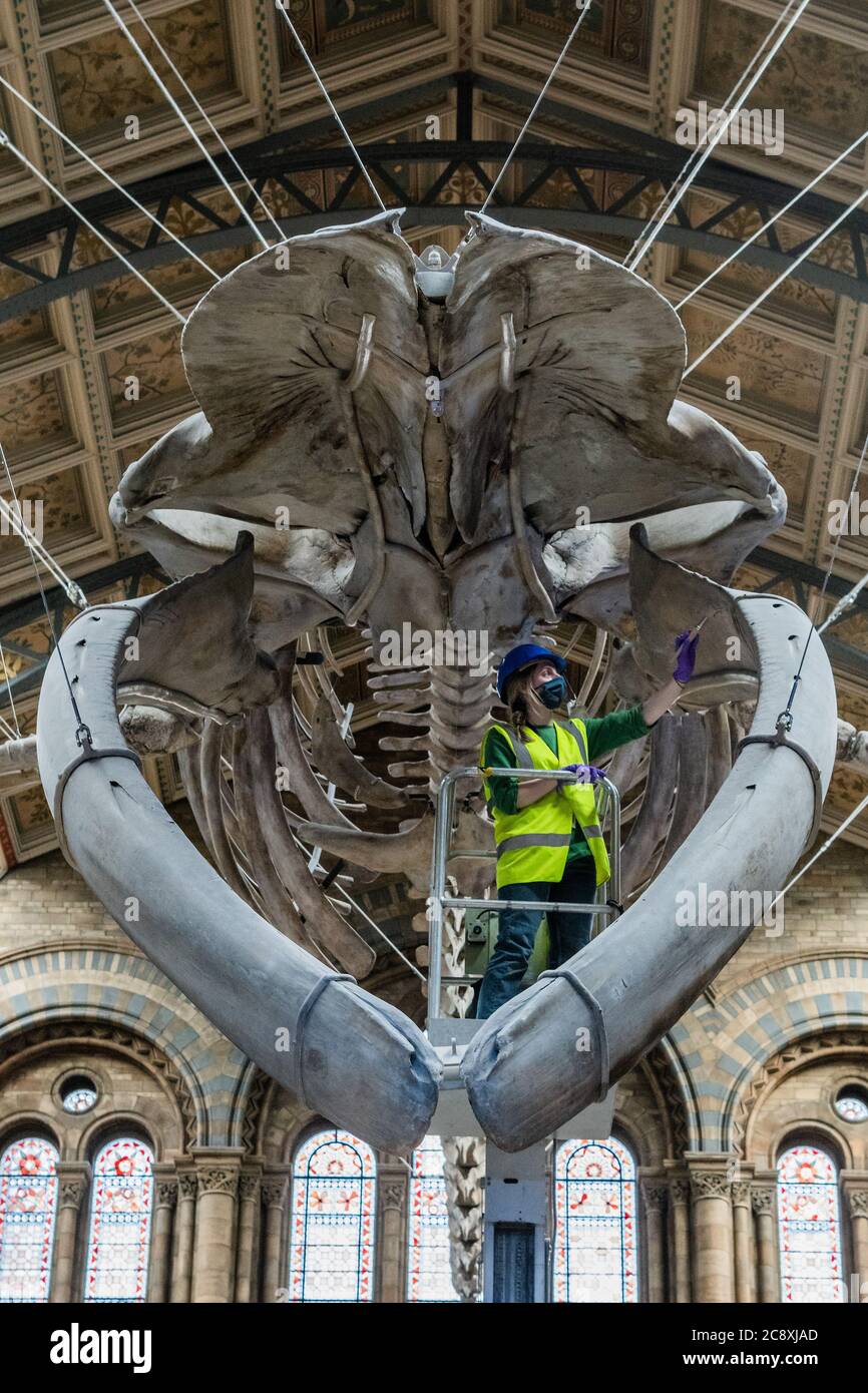 Londres, Royaume-Uni. 27 juillet 2020. SOUS EMBARGO JUSqu'à 00:01 HRS, 28 JUILLET 2020 - Hope, le squelette de la baleine bleue reçoit une inspection finale par les membres de l'équipe de conservation (sur la photo Nikki Harrison) sur les cueilleurs de cerises - le Musée d'histoire naturelle effectue les préparatifs finaux avant la réouverture la semaine prochaine, le 05 août. Le « verrouillage » se poursuit pour l'épidémie du coronavirus (Covid 19) à Londres. Crédit : Guy Bell/Alay Live News Banque D'Images