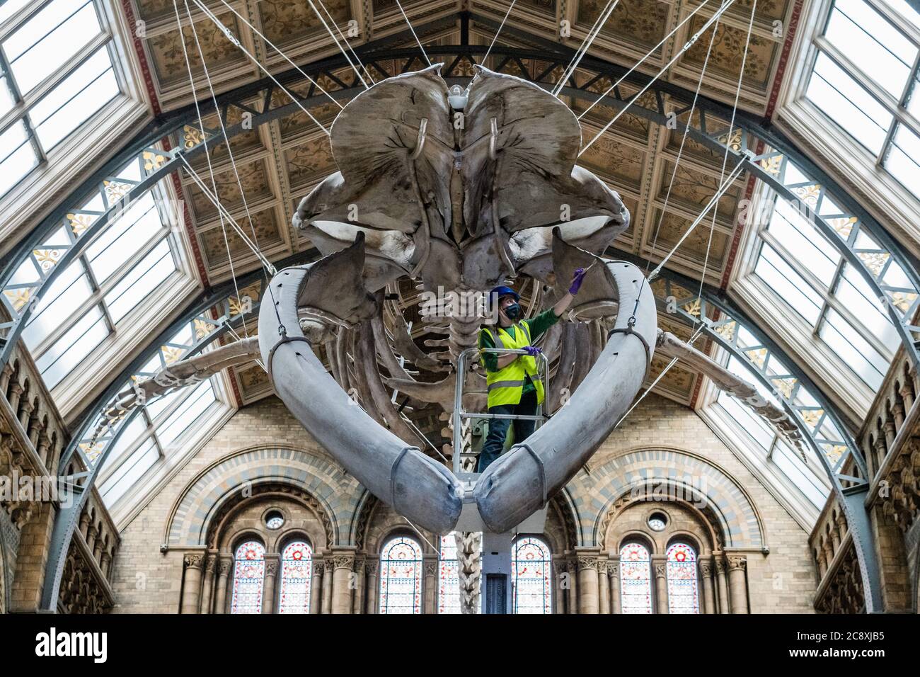 Londres, Royaume-Uni. 27 juillet 2020. SOUS EMBARGO JUSqu'à 00:01 HRS, 28 JUILLET 2020 - Hope, le squelette de la baleine bleue reçoit une inspection finale par les membres de l'équipe de conservation (sur la photo Nikki Harrison) sur les cueilleurs de cerises - le Musée d'histoire naturelle effectue les préparatifs finaux avant la réouverture la semaine prochaine, le 05 août. Le « verrouillage » se poursuit pour l'épidémie du coronavirus (Covid 19) à Londres. Crédit : Guy Bell/Alay Live News Banque D'Images