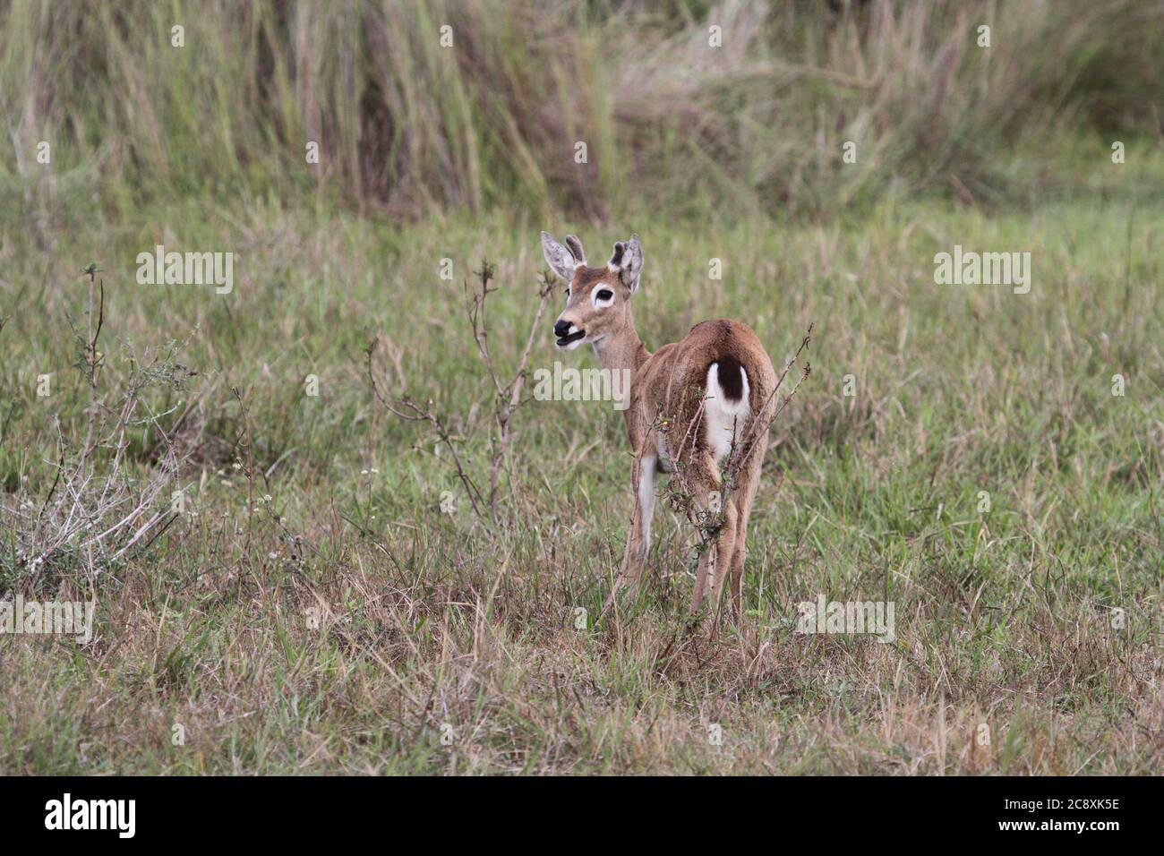 Pampas Deer, Pantanal Banque D'Images