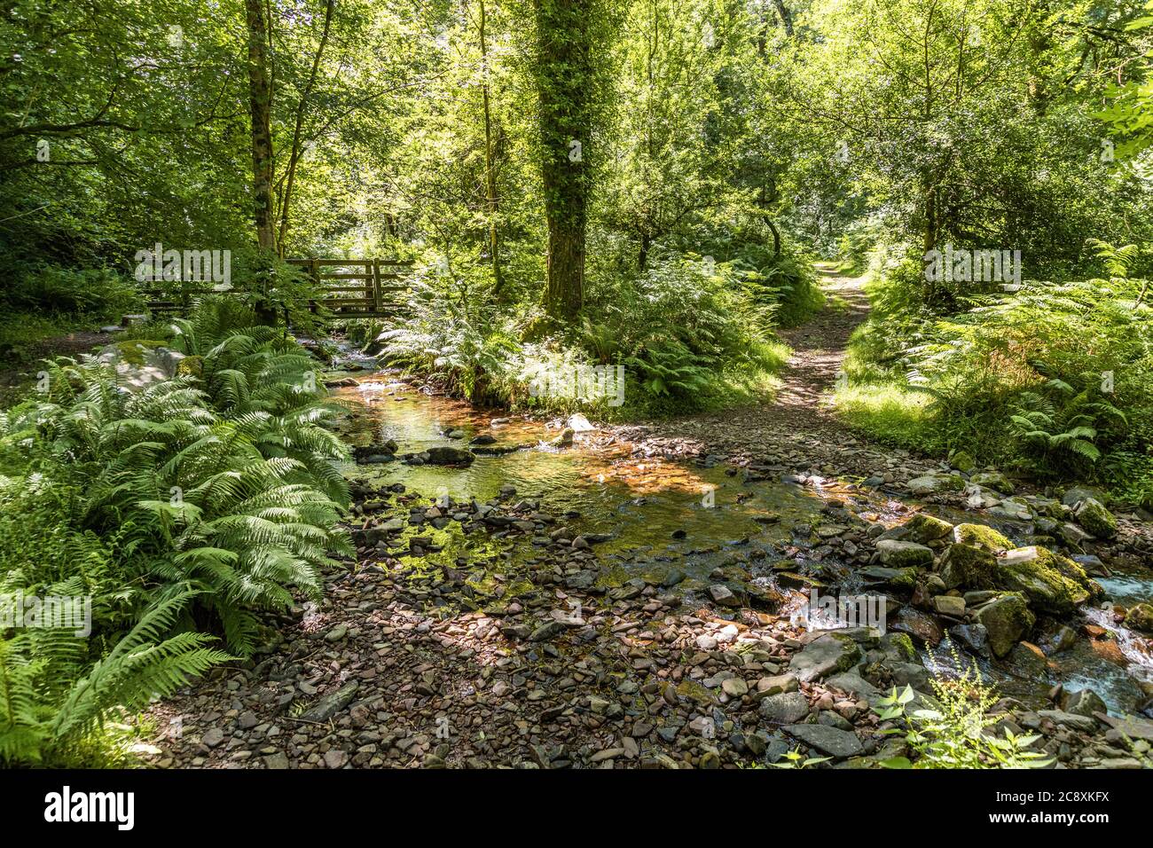 Une passerelle au-dessus d'un ruisseau à côté du sentier naturel dans la réserve naturelle nationale de Dunkery et Horner Wood à Horner Wood, dans le parc national d'Exmoor, Somerset Banque D'Images