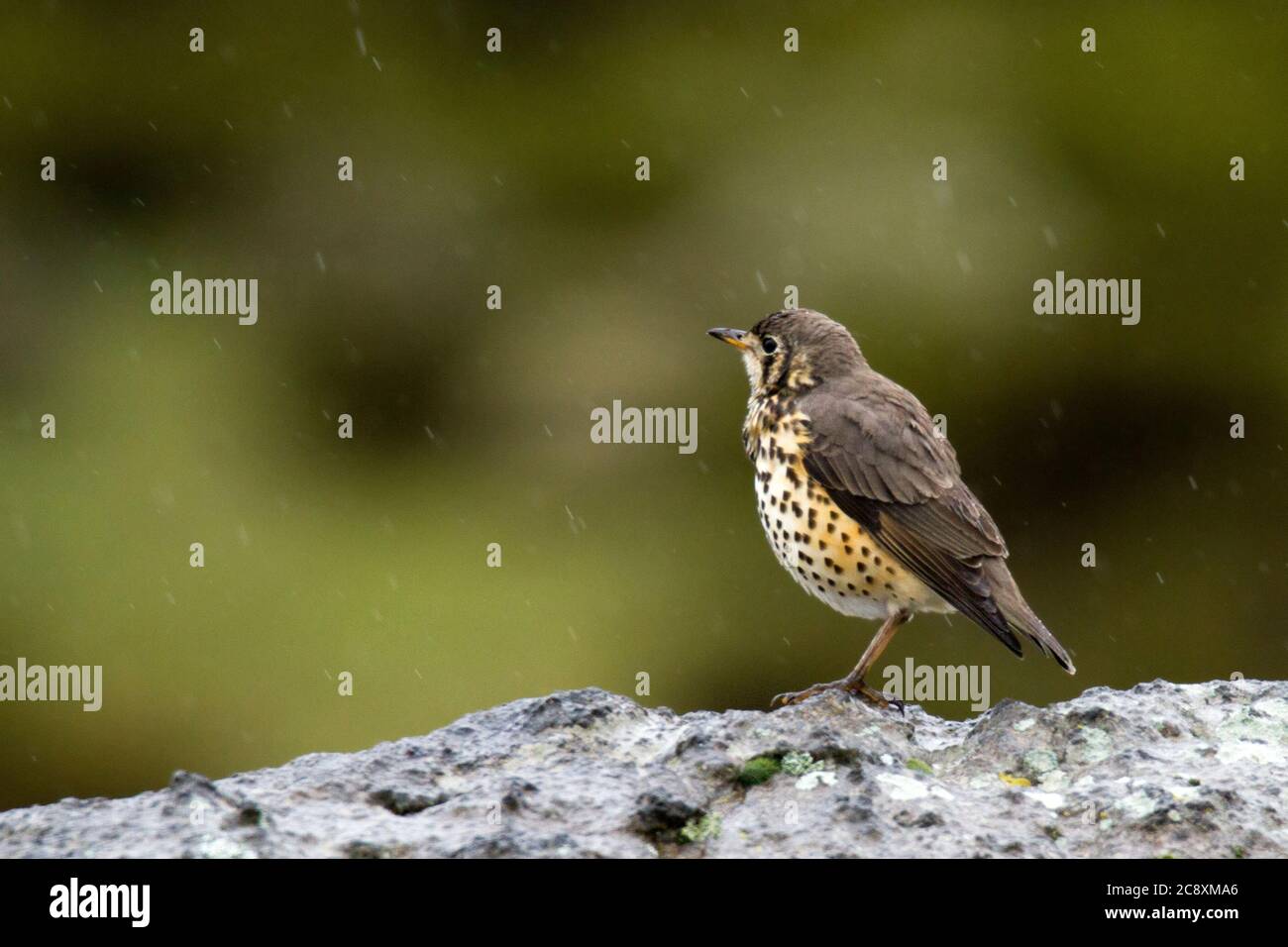 Un fard à joues (Psophocichla litsitsirupa - auparavant Turdus litsitsirupa) sur le sol se nourrissant d'insectes, attiré par un trou d'eau. Ceci Banque D'Images