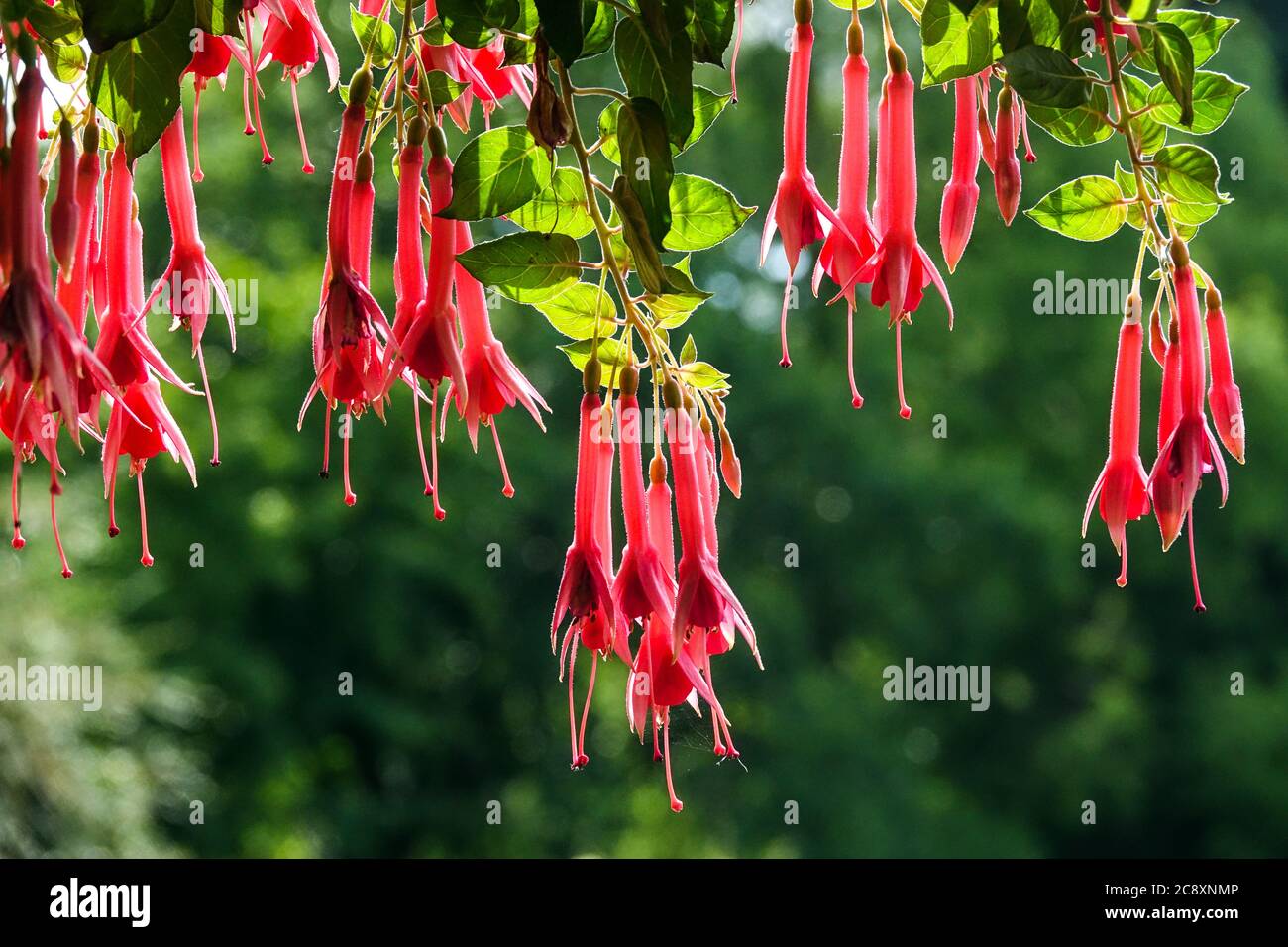 Trompette rouge fleurs Fuchsia 'Trumpeter' plante suspendue fleurs tubulaires rouges Banque D'Images