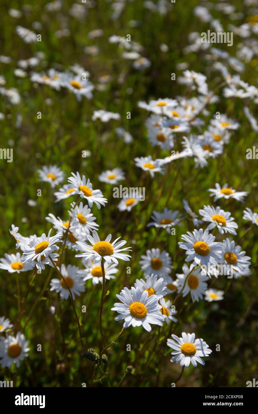 Pâquerettes d'Oxeye dans la prairie de champ, Oxfordshire, Angleterre Banque D'Images