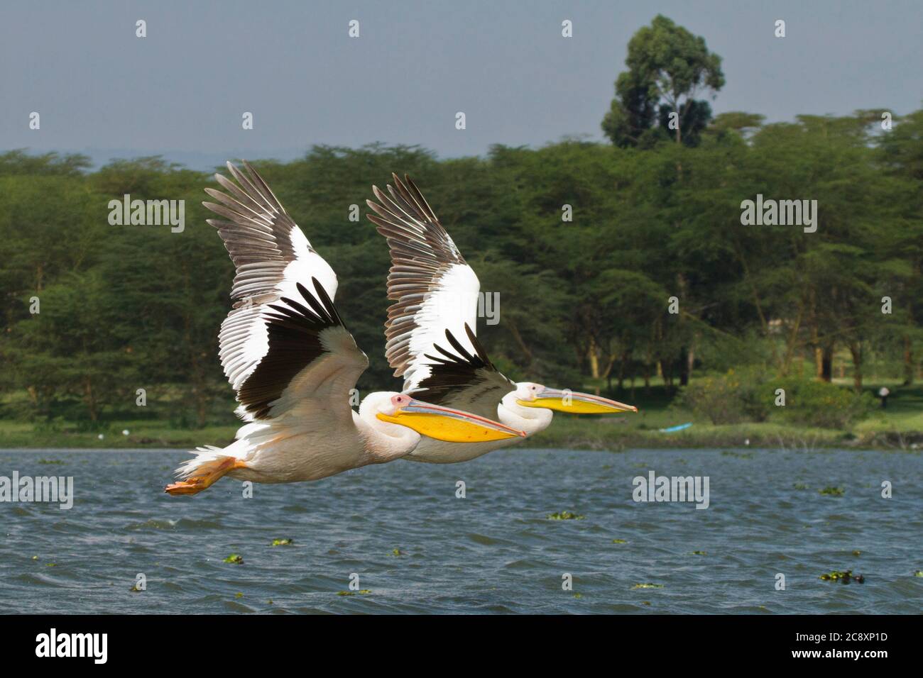 Deux grands pélicans blancs (Pelecanus onocrotalus) en vol, vallée de la hulla, Israël Banque D'Images