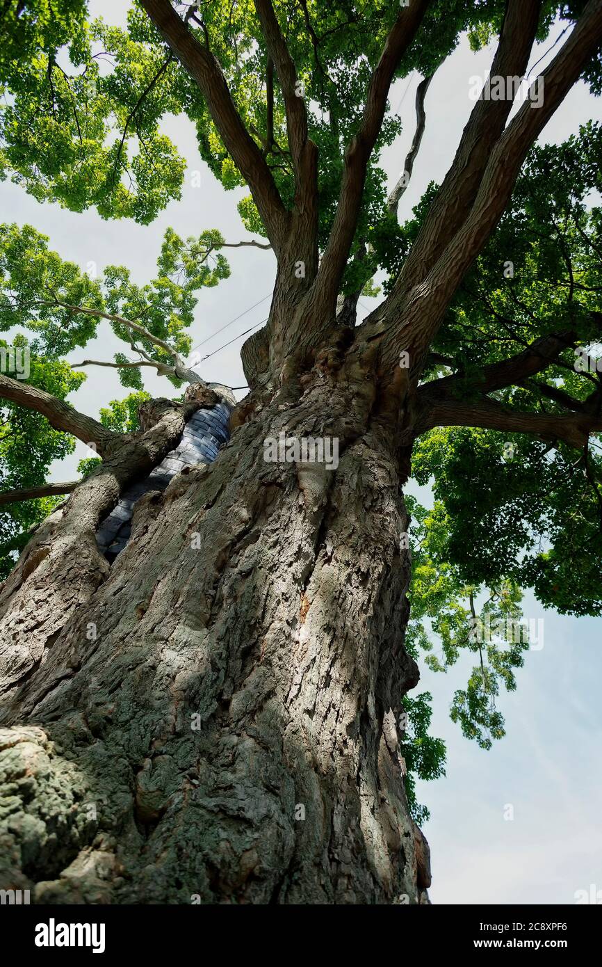Fonthill Ontario Canada, The Comfort Maple, l'un des plus vieux arbres du Canada âgés de plus de 450 ans. Banque D'Images