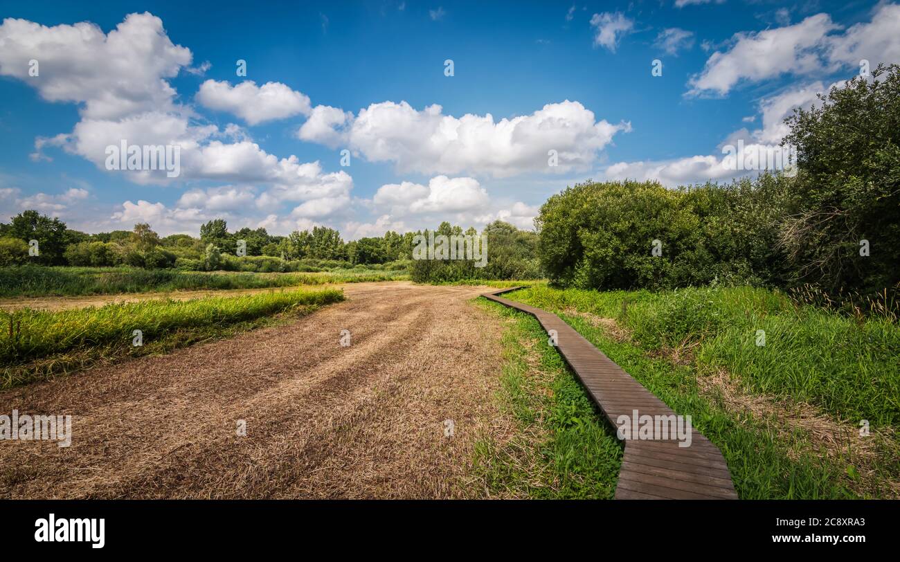 Promenade en bois à travers la réserve naturelle sèche en été à Zandhoven, Belgique. Banque D'Images