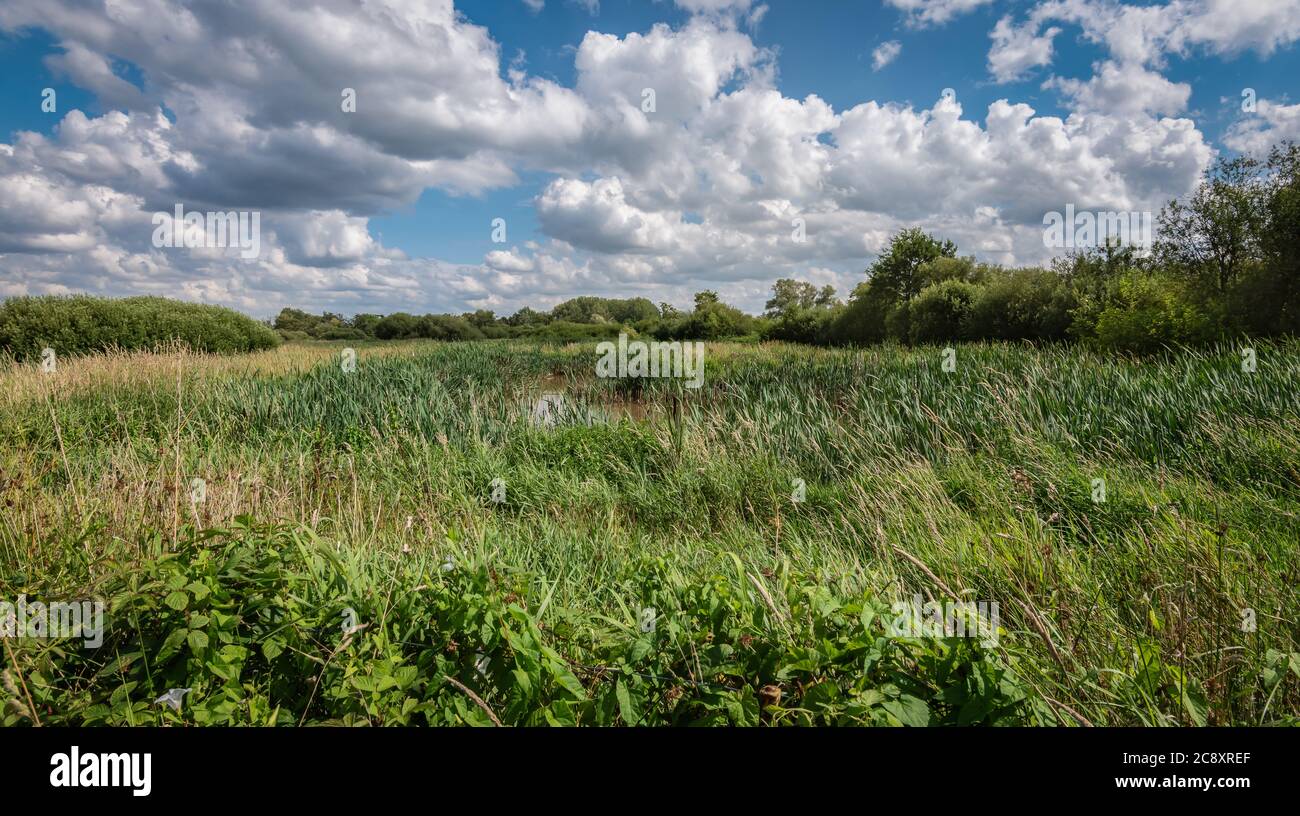 Un étang naturel parmi la prairie herbeuse d'une réserve naturelle en Belgique. Banque D'Images