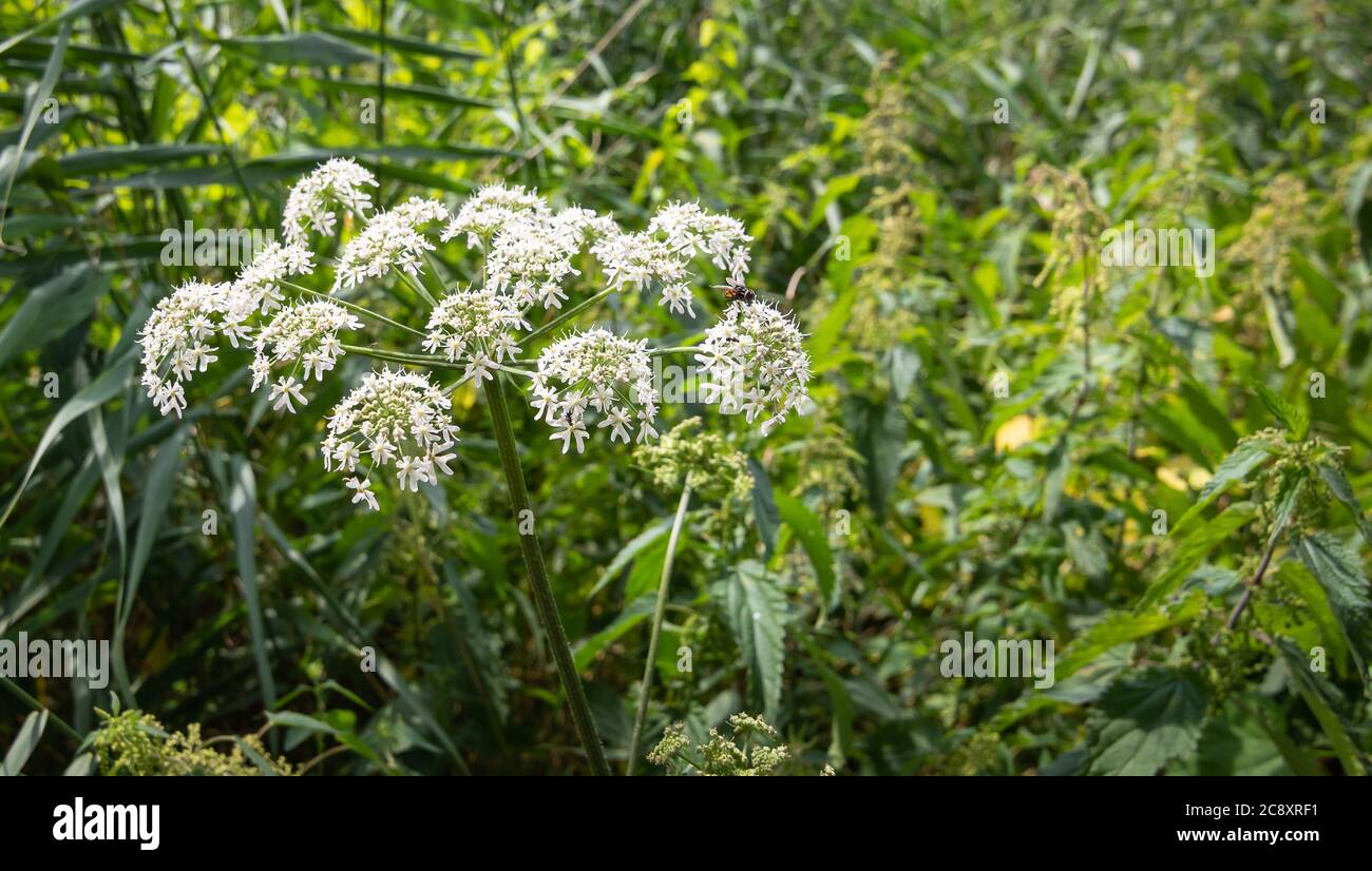 Anthriscus sylvestris ou persil de vache. Plante blanche à fleurs sauvages. Banque D'Images