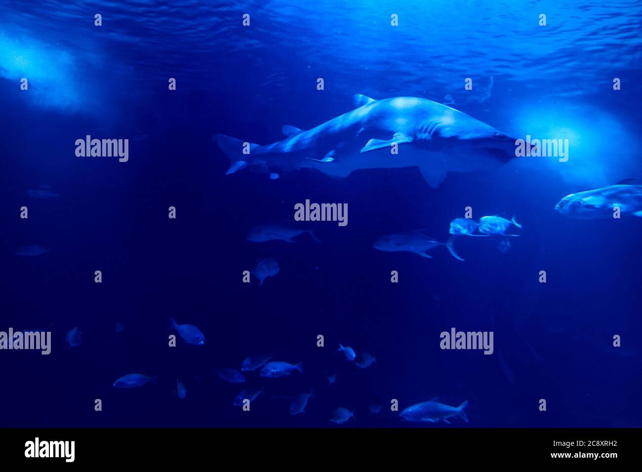 Requin tigre dans l'océan entouré de poissons, profondeur, sable, rochers, divers animaux Banque D'Images