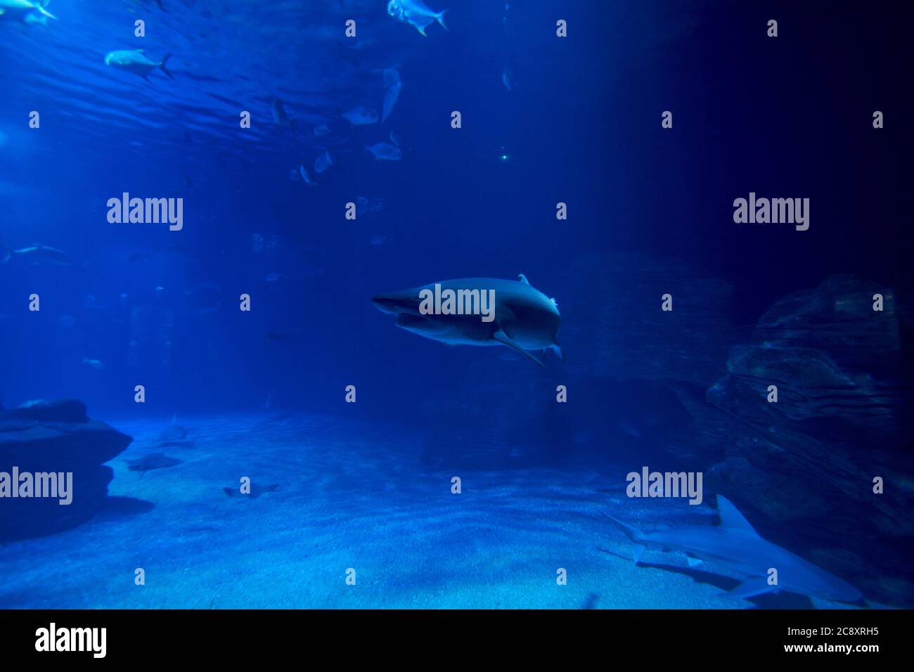 Requin tigre dans l'océan entouré de poissons, profondeur, sable, rochers, divers animaux Banque D'Images