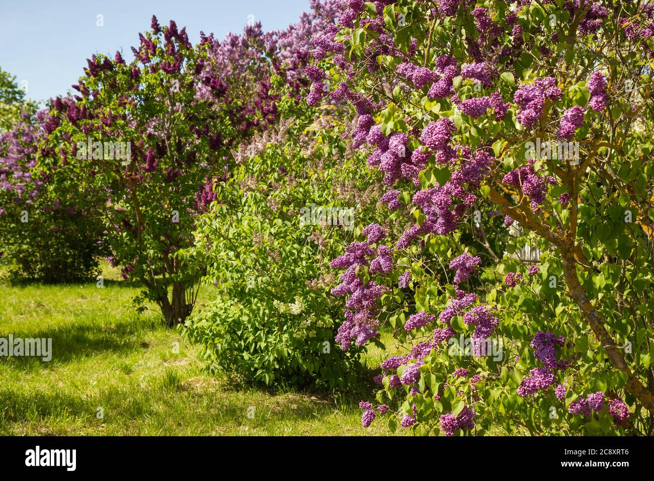 Fleurs de lilas brillantes, arbuste de lilas à fleurs au printemps Banque D'Images