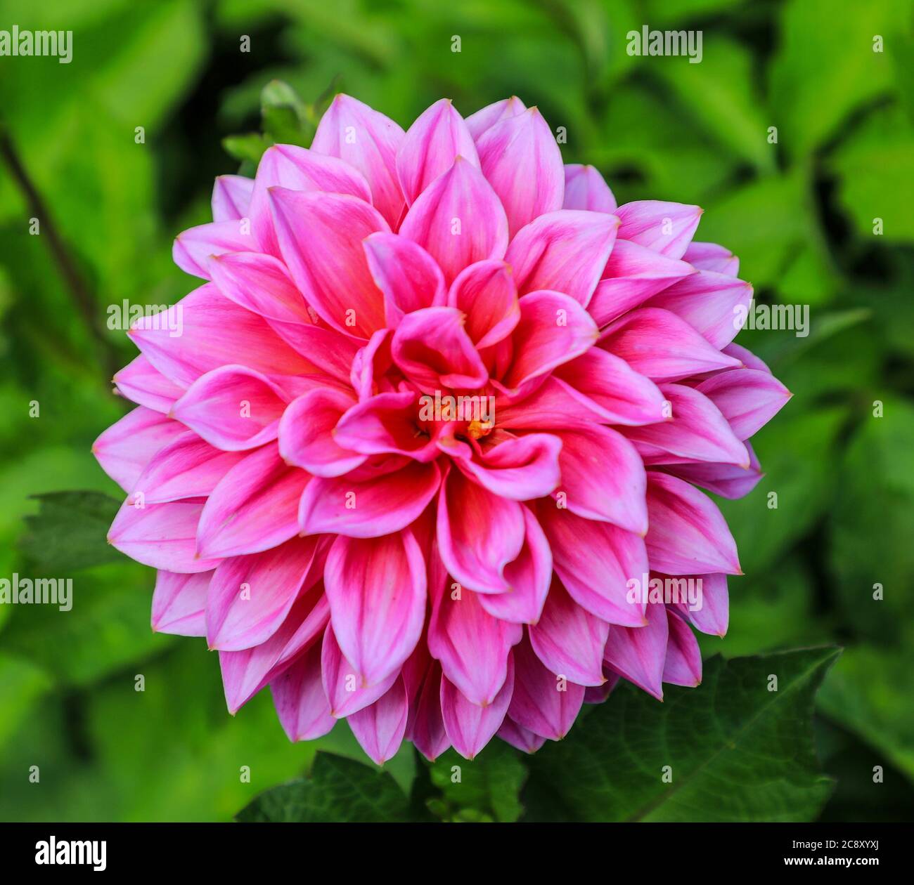Gros plan d'une fleur rose d'un Dahlia 'hannon' à la National Dahlia Collection, Penzance, Cornouailles, Angleterre Banque D'Images