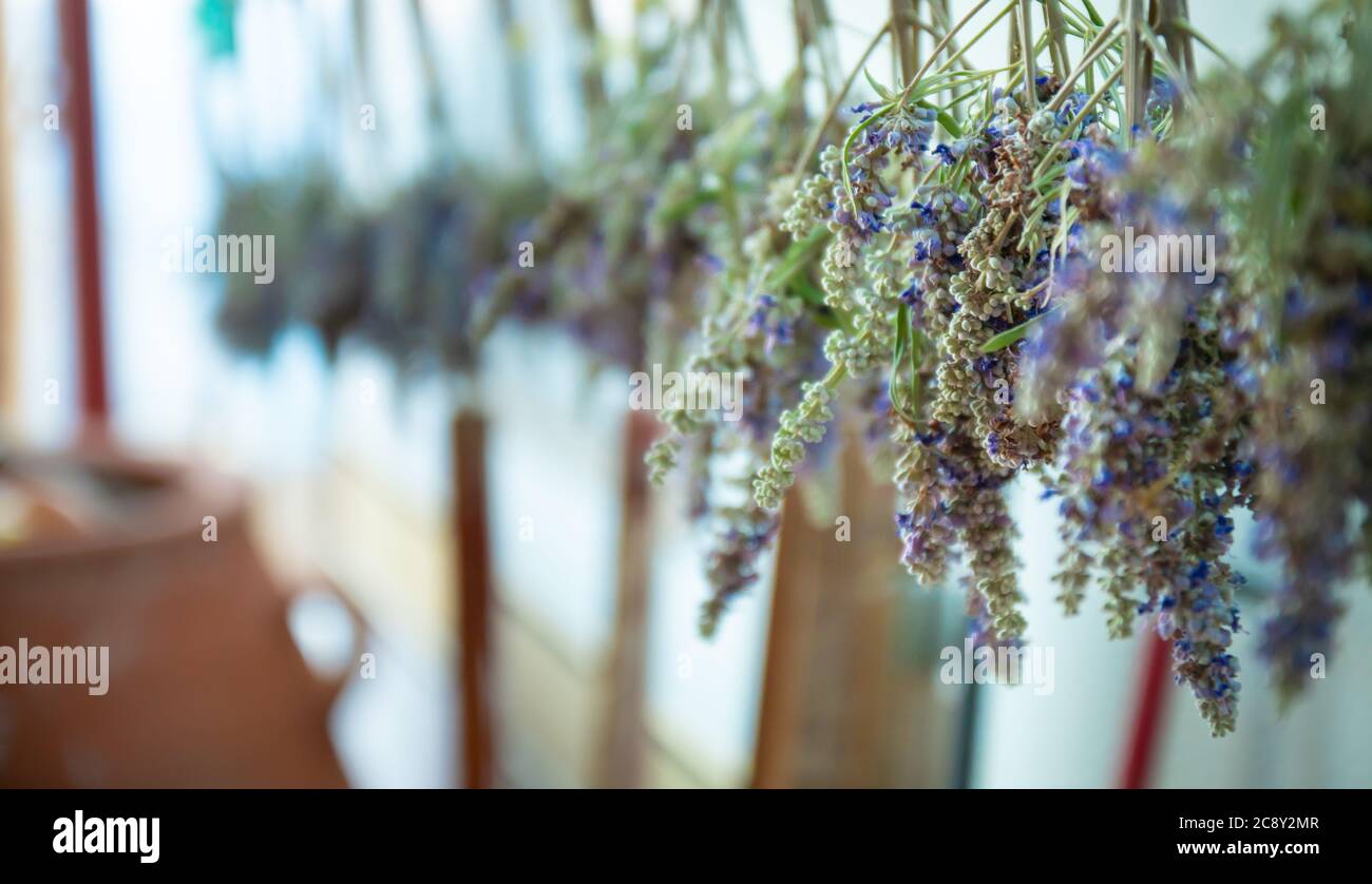 Des bouquets de fleurs de lavande suspendus à l'extérieur pour sécher. Bouquet de fleurs de Lavanda avec un arrière-plan flou. Belle lavande grecque sauvage, séchage. Banque D'Images