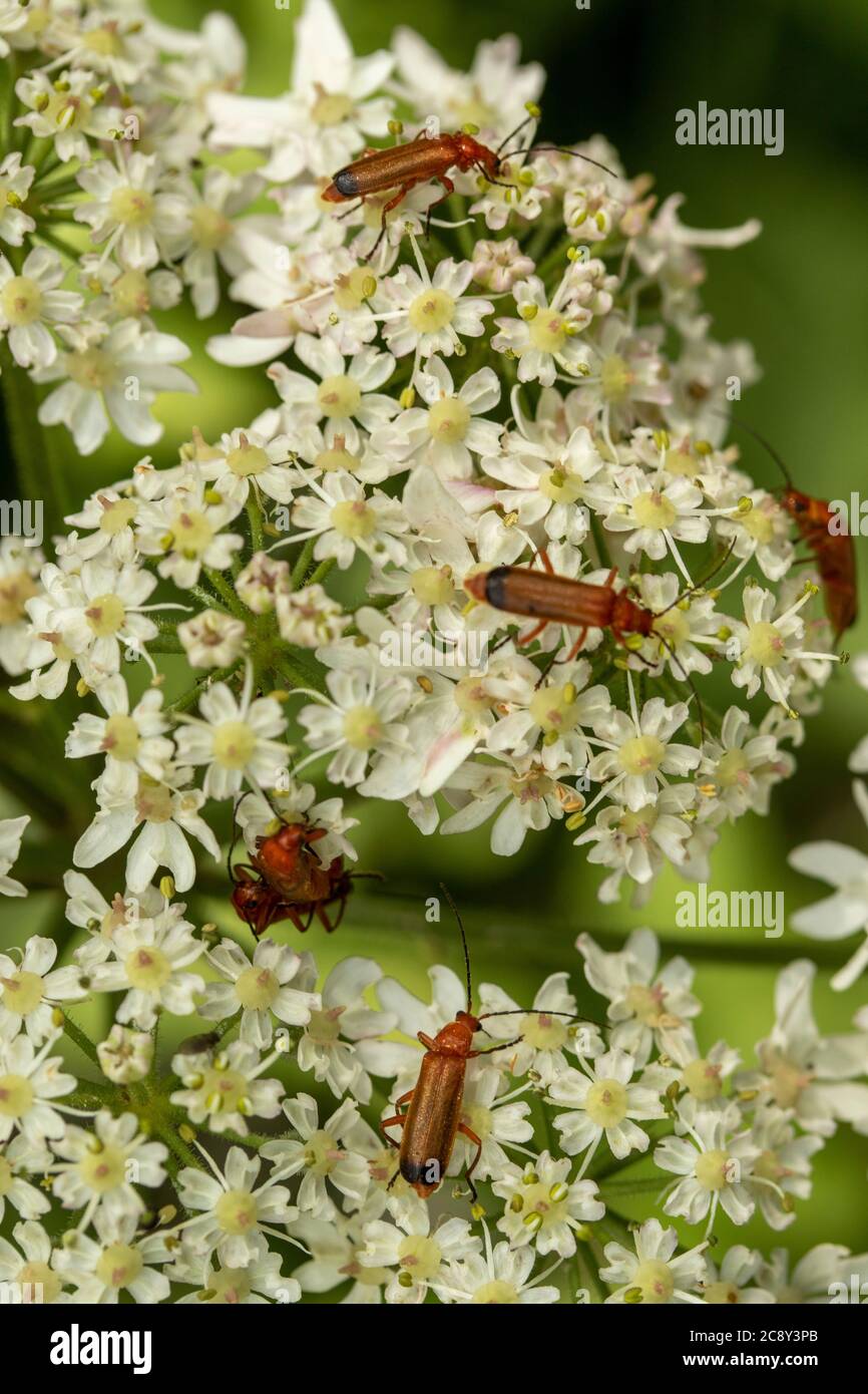 Herbe à poux avec alimentation du coléoptère Banque D'Images