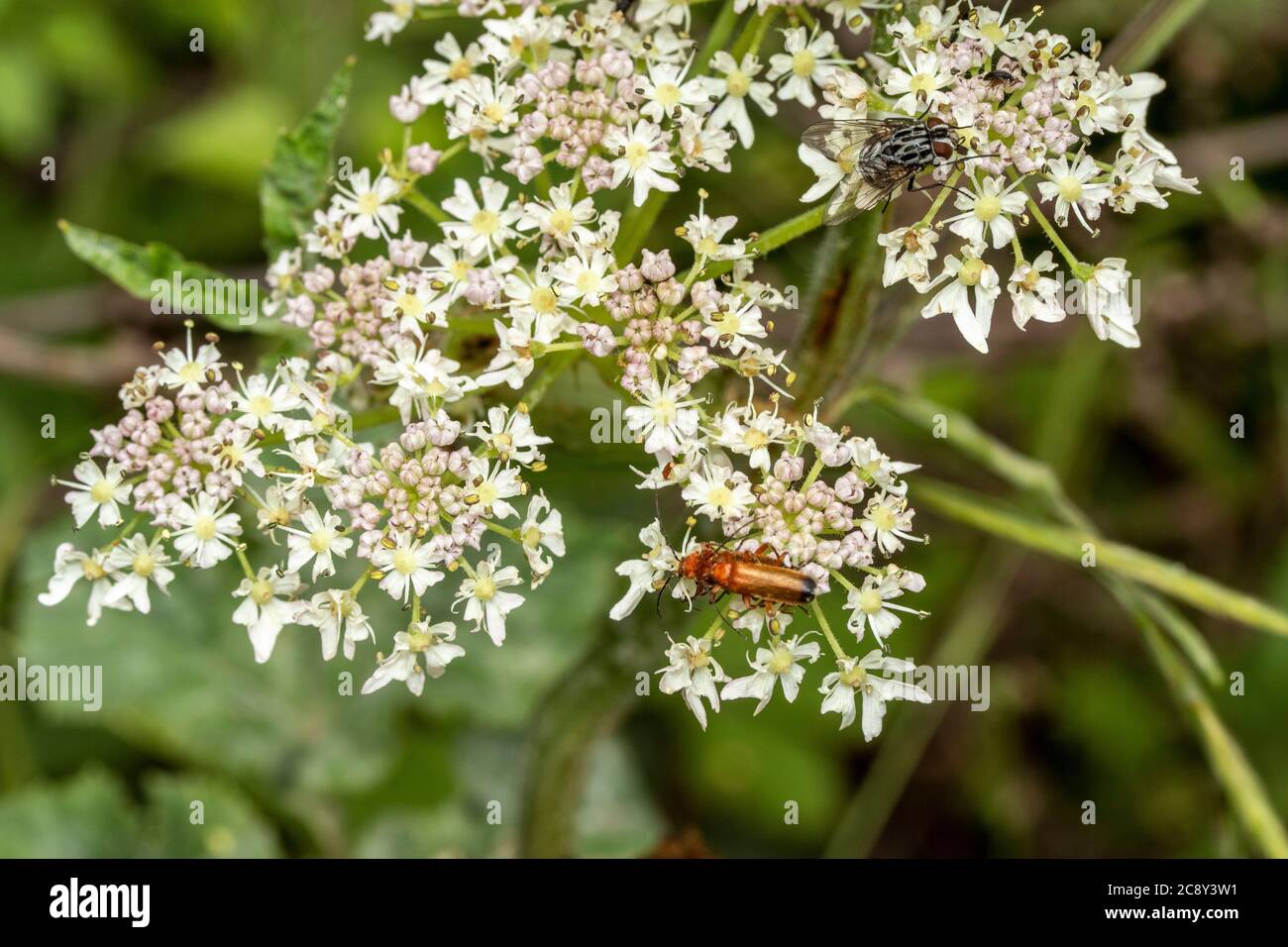 Herbe à poux avec alimentation du coléoptère Banque D'Images