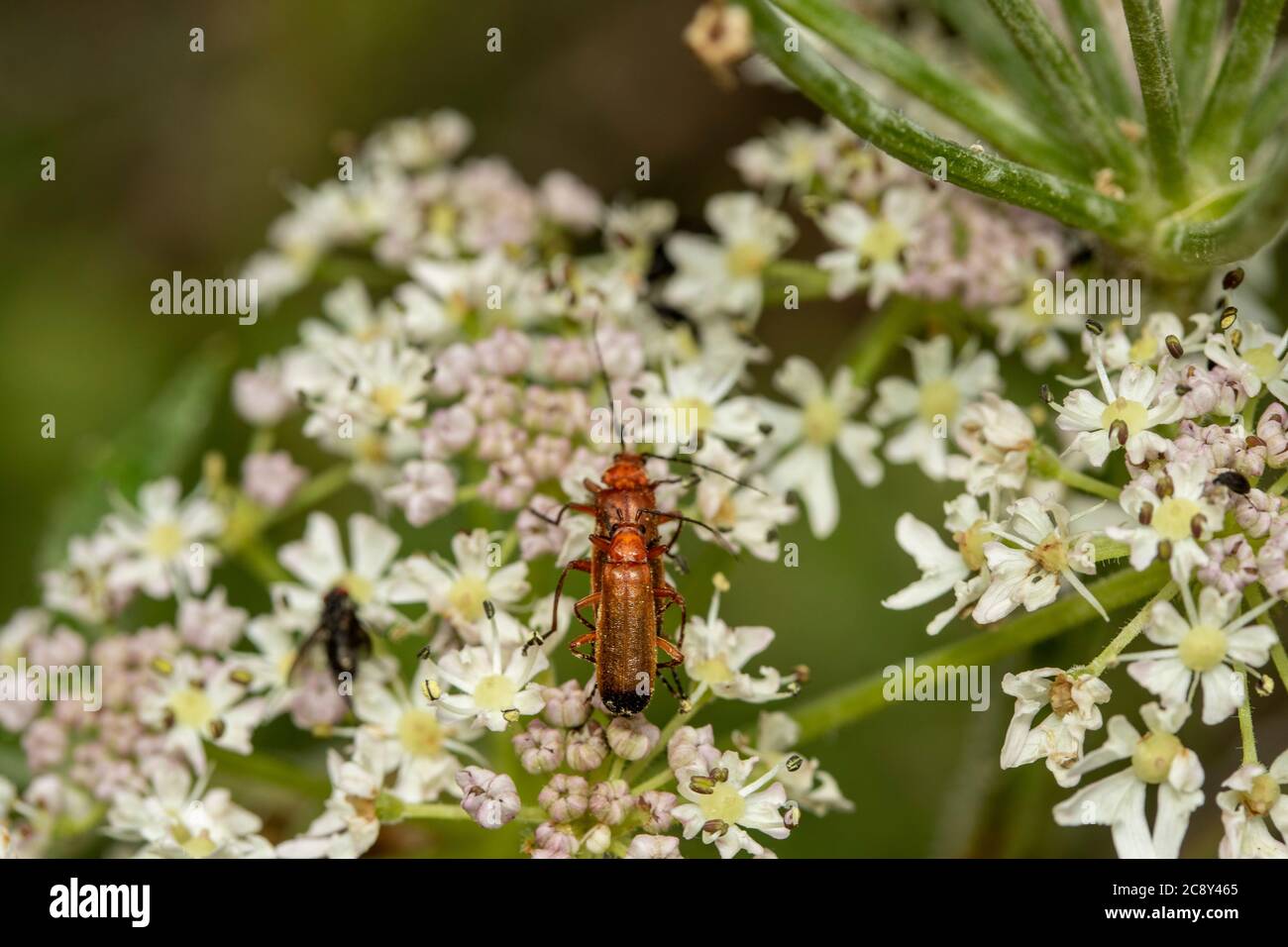 Herbe à poux avec alimentation du coléoptère Banque D'Images