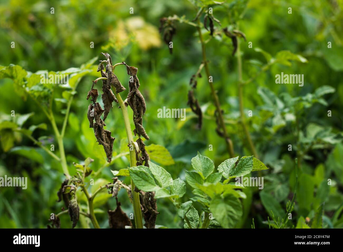 maladies de la pomme de terre, pommes de terre malades: macrosporiose,brûlure tardive,phytophthora Banque D'Images