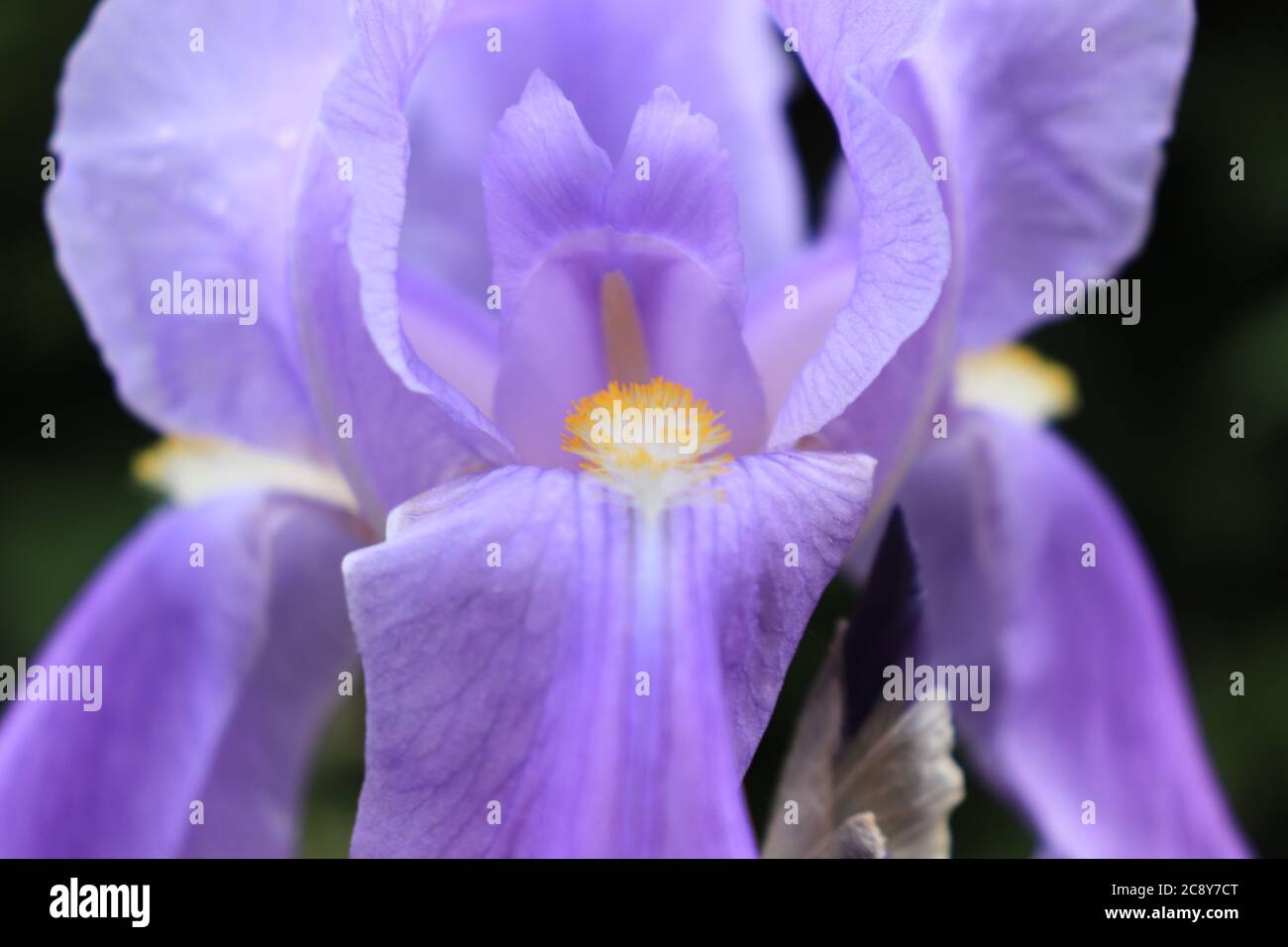 Fleur d'iris violets Banque D'Images