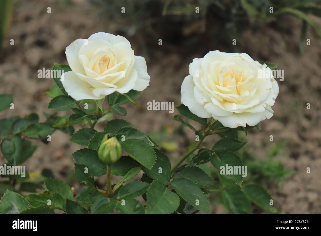 Roses nobles blanches fleuris dans le jardin Banque D'Images