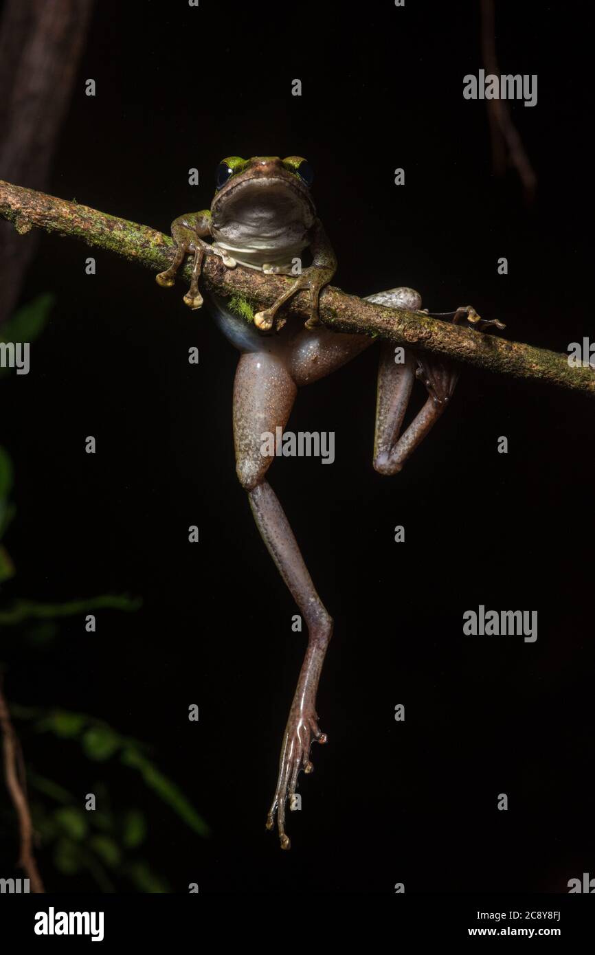 Grenouille à lèvres blanches (Chalcorana raniceps) escalade d'un bâton à Bornéo, Malaisie. Banque D'Images
