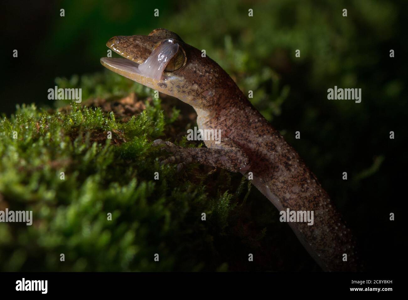 Un gecko à embout courbé (Cyrtodactylus) nettoie son globe oculaire en le léchant. Banque D'Images