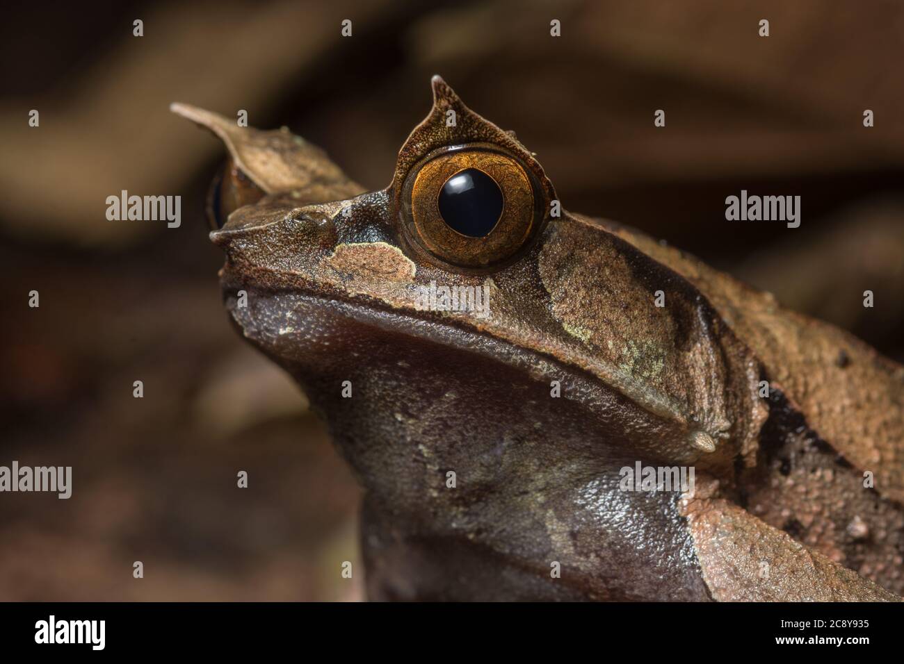 La grenouille à cornes de Malaisie (Megophrys nasuta) est l'une des grenouilles les plus reconnaissables de Bornéo. Banque D'Images