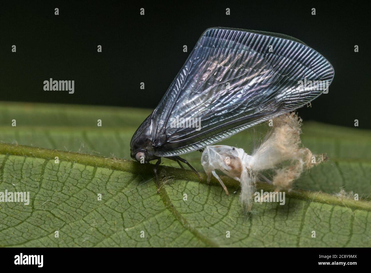 Photo macro d'un planthopper qui vient de jeter son ancien exosquelette et commence la phase adulte de sa vie. Banque D'Images