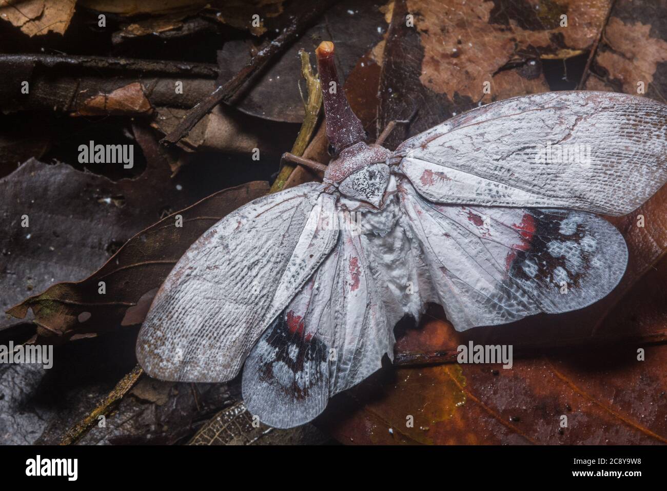 Un gros insecte lanterne (Pyrops sultana) un type de planthopper de Bornéo. Banque D'Images