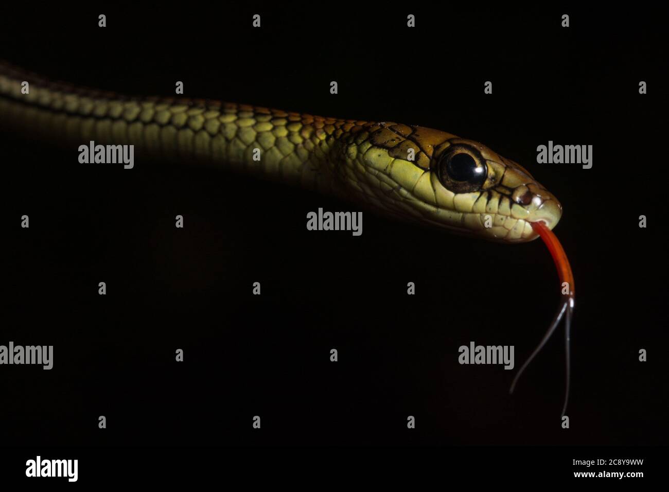 Un portrait d'un serpent d'arbre à zébré (Dendrelaphis caudolineatus) qui s'effloie dans sa langue. Prise à Bornéo. Banque D'Images