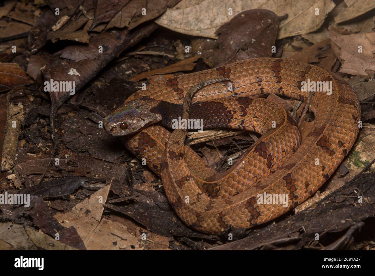 Le serpent à loutre à col foncé a récemment été divisé en deux espèces dont l'une était celle-ci : l'Asthenodipsas borneensis, le serpent à loutre Bornean. Banque D'Images