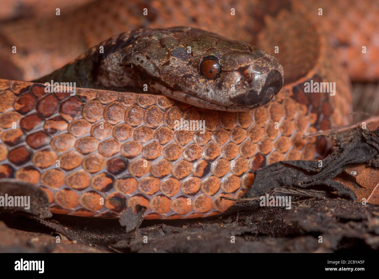 Le serpent à loutre à col foncé a récemment été divisé en deux espèces dont l'une était celle-ci : l'Asthenodipsas borneensis, le serpent à loutre Bornean. Banque D'Images