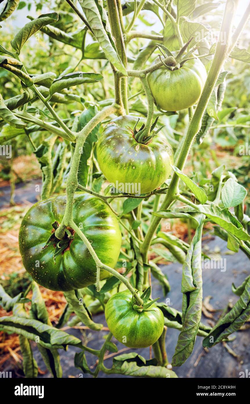 Mûrissement des tomates vertes organiques dans une serre contre le soleil, foyer sélectif. Banque D'Images