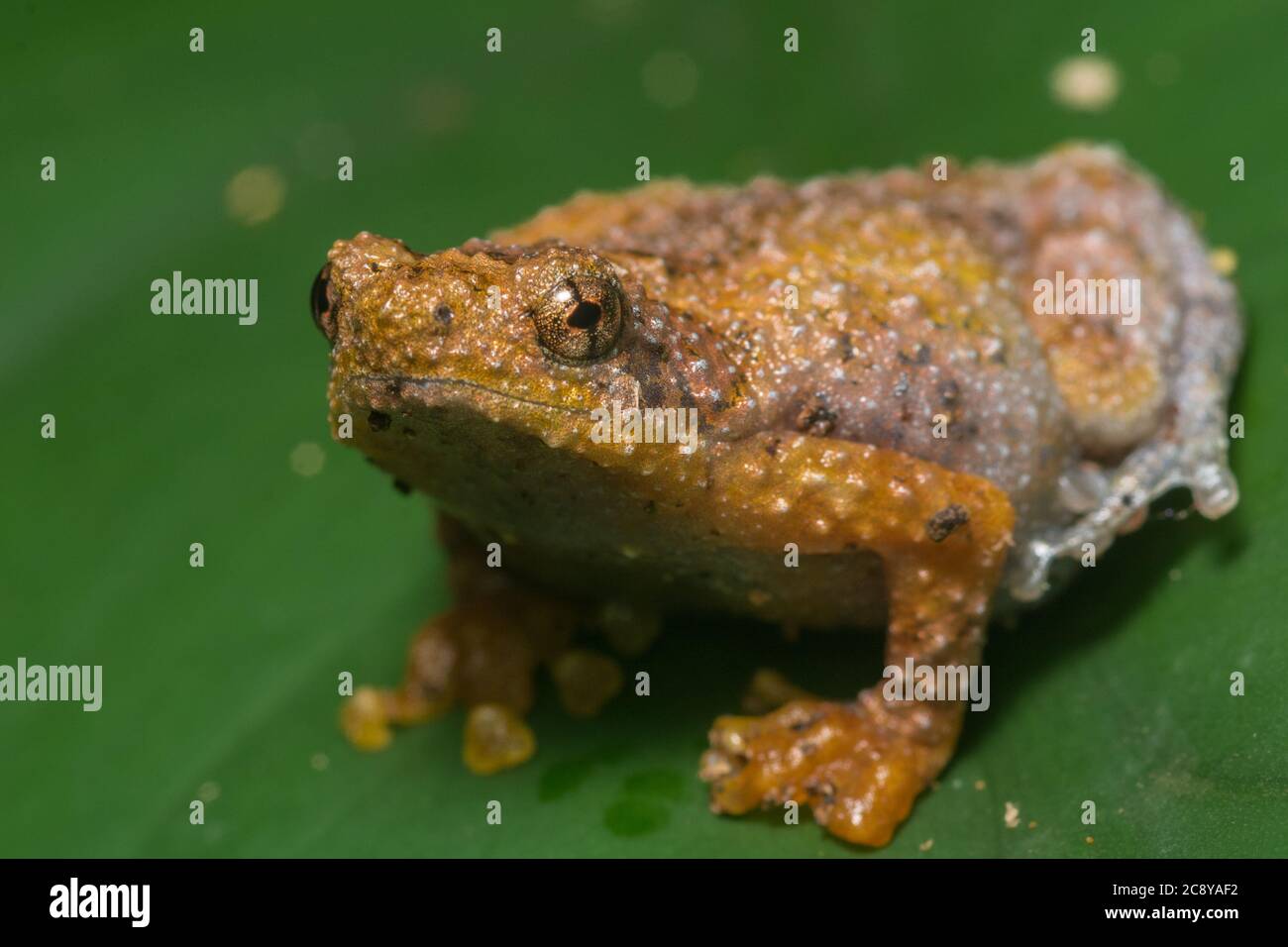 La grenouille des trous d'arbre de bornéo (Metaphraphynella sundana) un petit microhylid endémique aux forêts tropicales de Bornéo. Banque D'Images