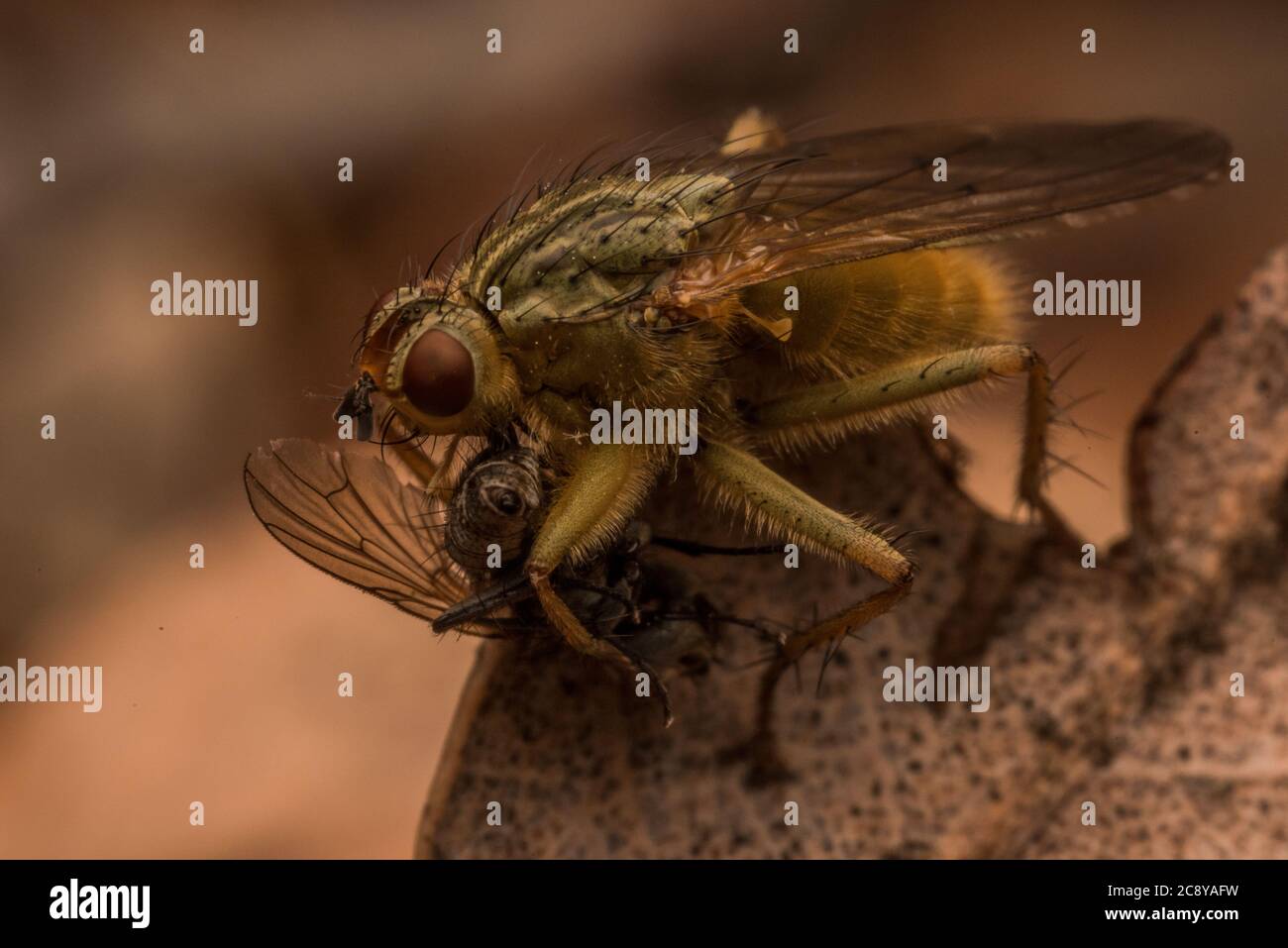 La mouche à fumier jaune (Scathophaga stercoraria) se nourrissant d'une petite mouche. Banque D'Images