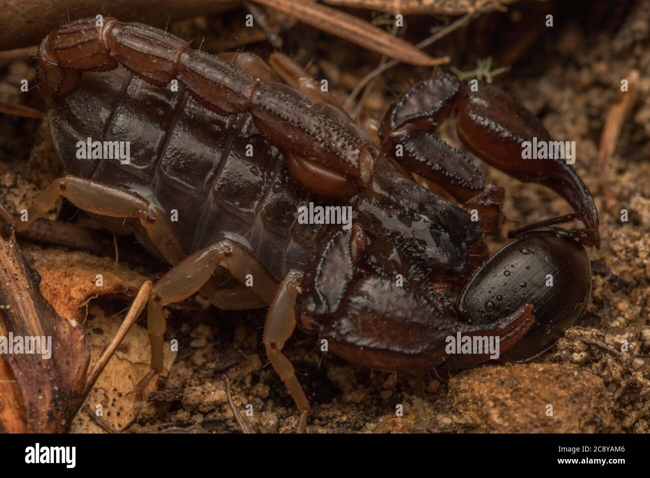 Un scorpion de forêt occidentale (Uroctonus mordax) des montagnes de Santa Cruz en Californie, il mange un coléoptère. Banque D'Images