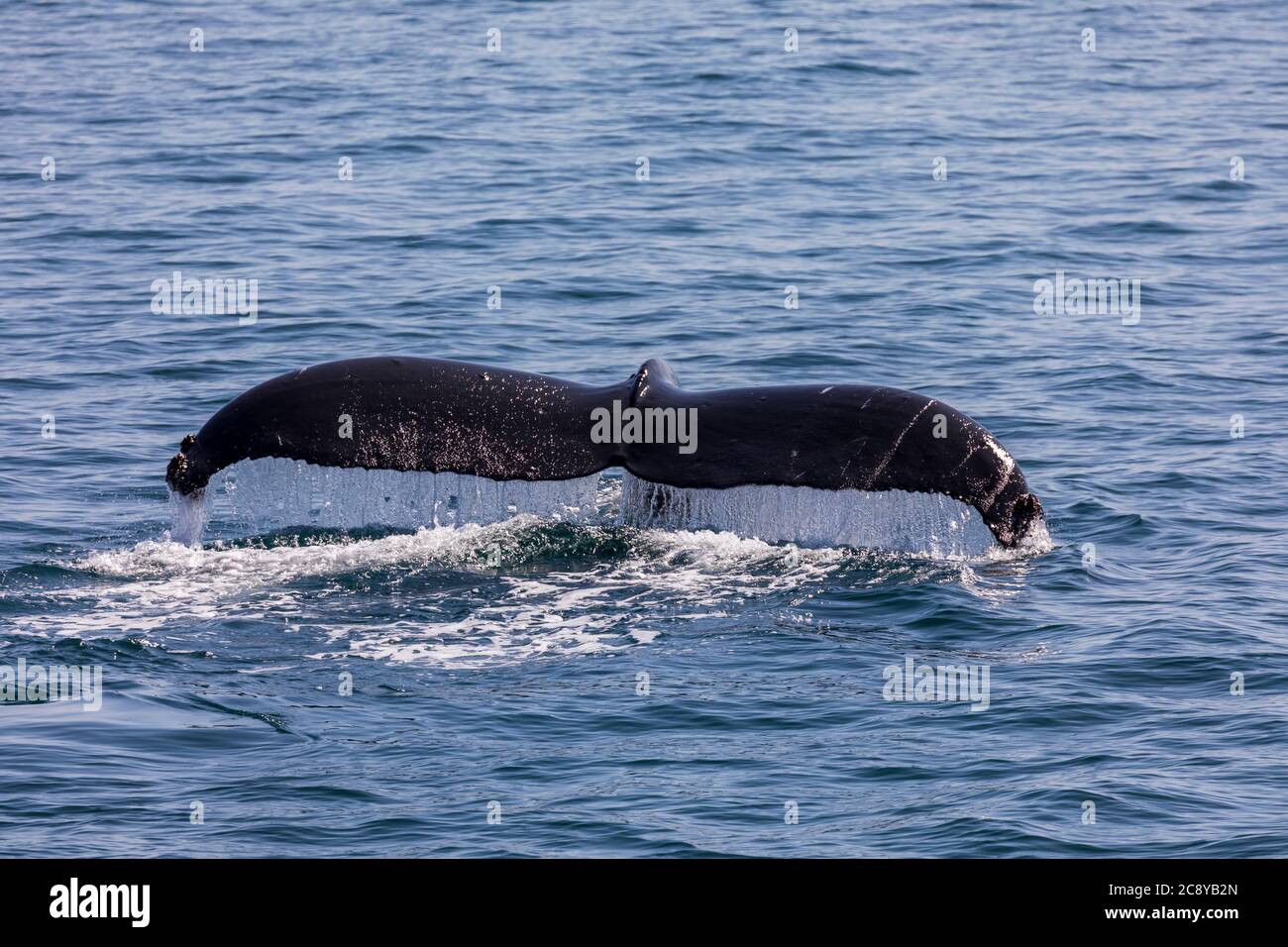 La plongée de la baleine à bosse (Megaptera novaeangliae) montre son fluke dans le détroit de Prince William, en Alaska Banque D'Images