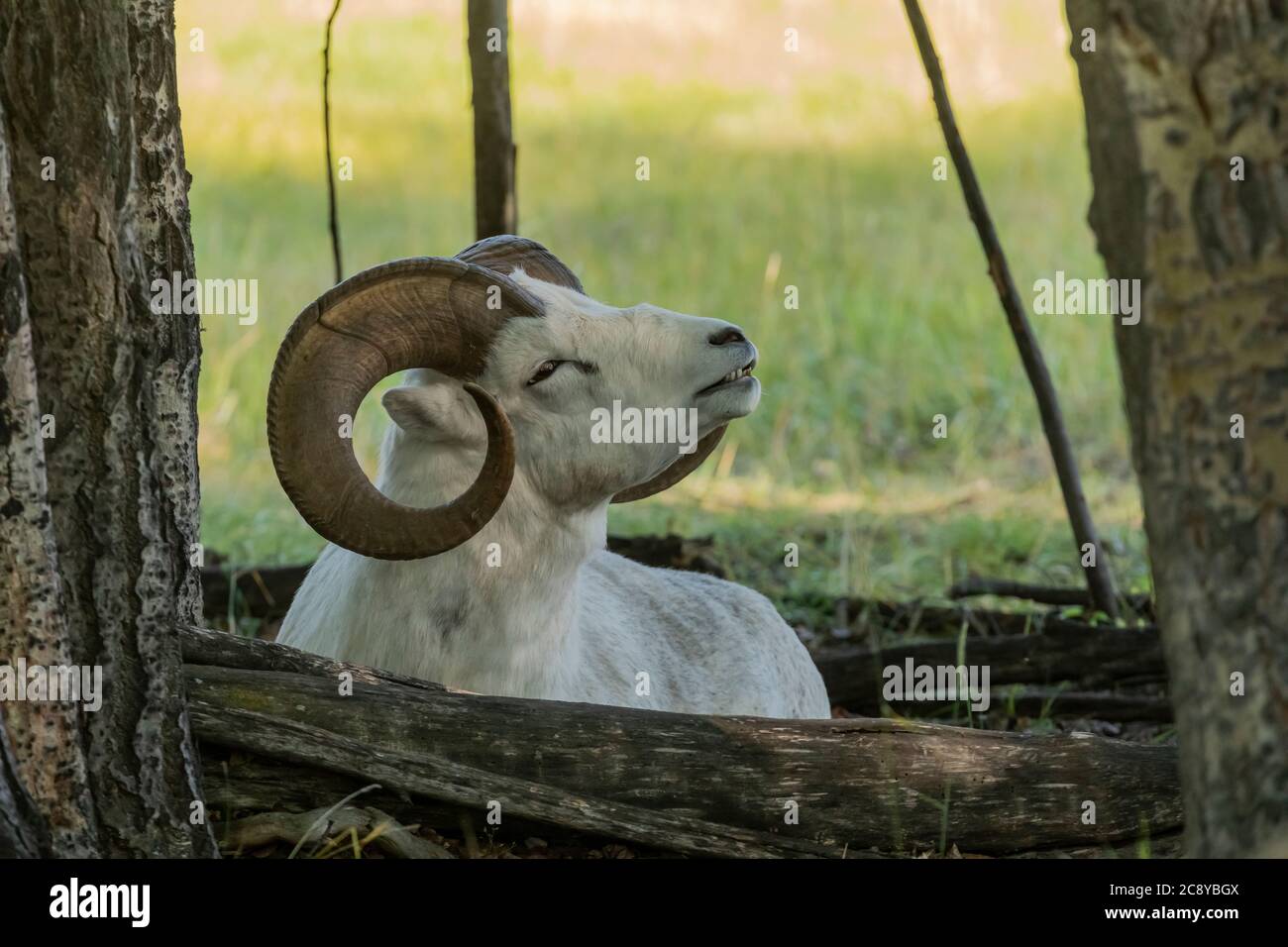 Bélier de mouflon de Dall (Ovis dalli) au Yukon, Canada Banque D'Images