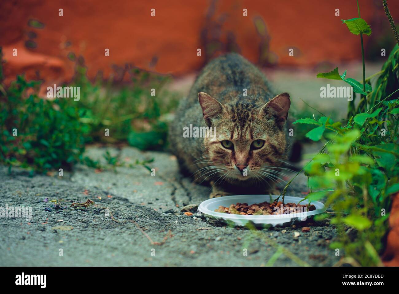 Le chat sans abri mange de la nourriture sèche à plat dans la rue. Gros plan sur les chats errants qui mangent des aliments utiles pour animaux de compagnie. Concept de soin des animaux. Banque D'Images