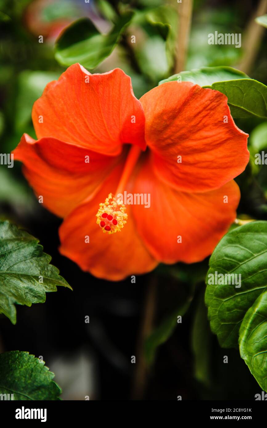 Fleur d'hibiscus orange tropical au Vietnam, Asie du Sud-est Banque D'Images