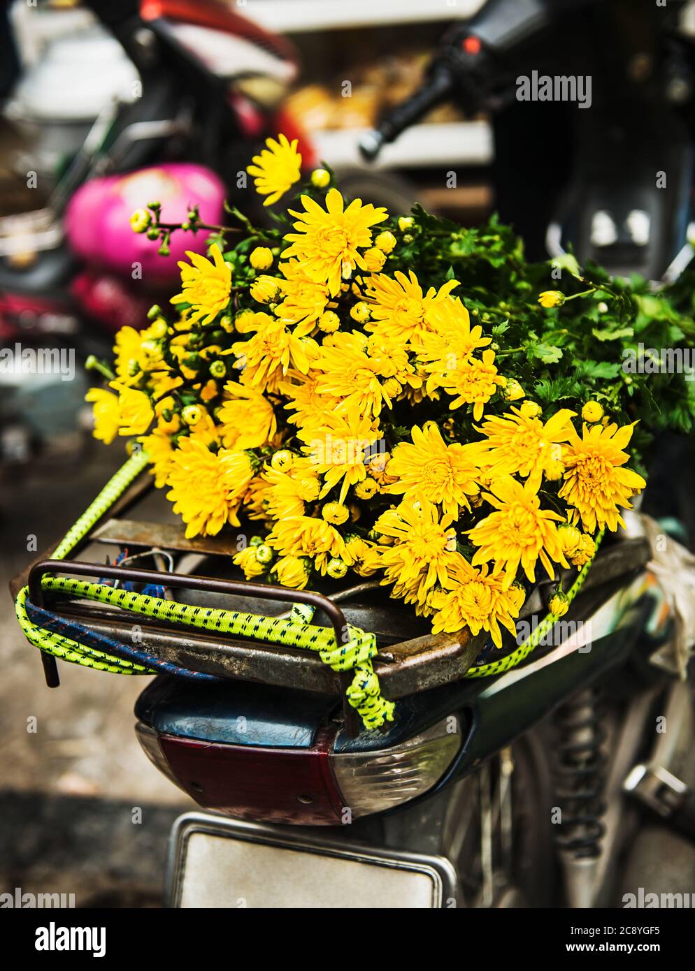 Pissenlit fleurit à l'arrière d'un scooter, Ho Chi Minh ville, Vietnam, Asie du Sud-est Banque D'Images