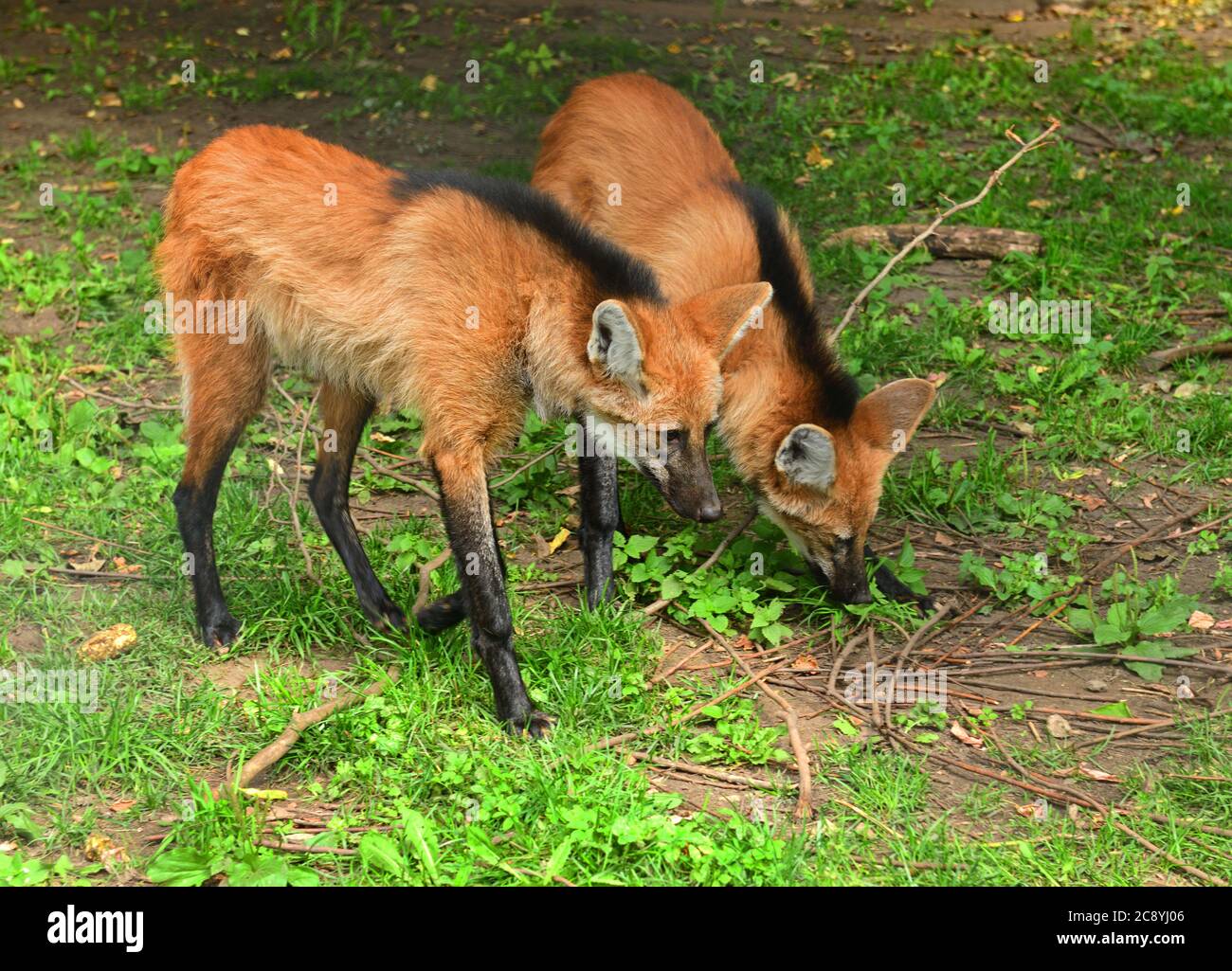 Deux jeunes loups manés (Chrysocyon brachyurus) Banque D'Images