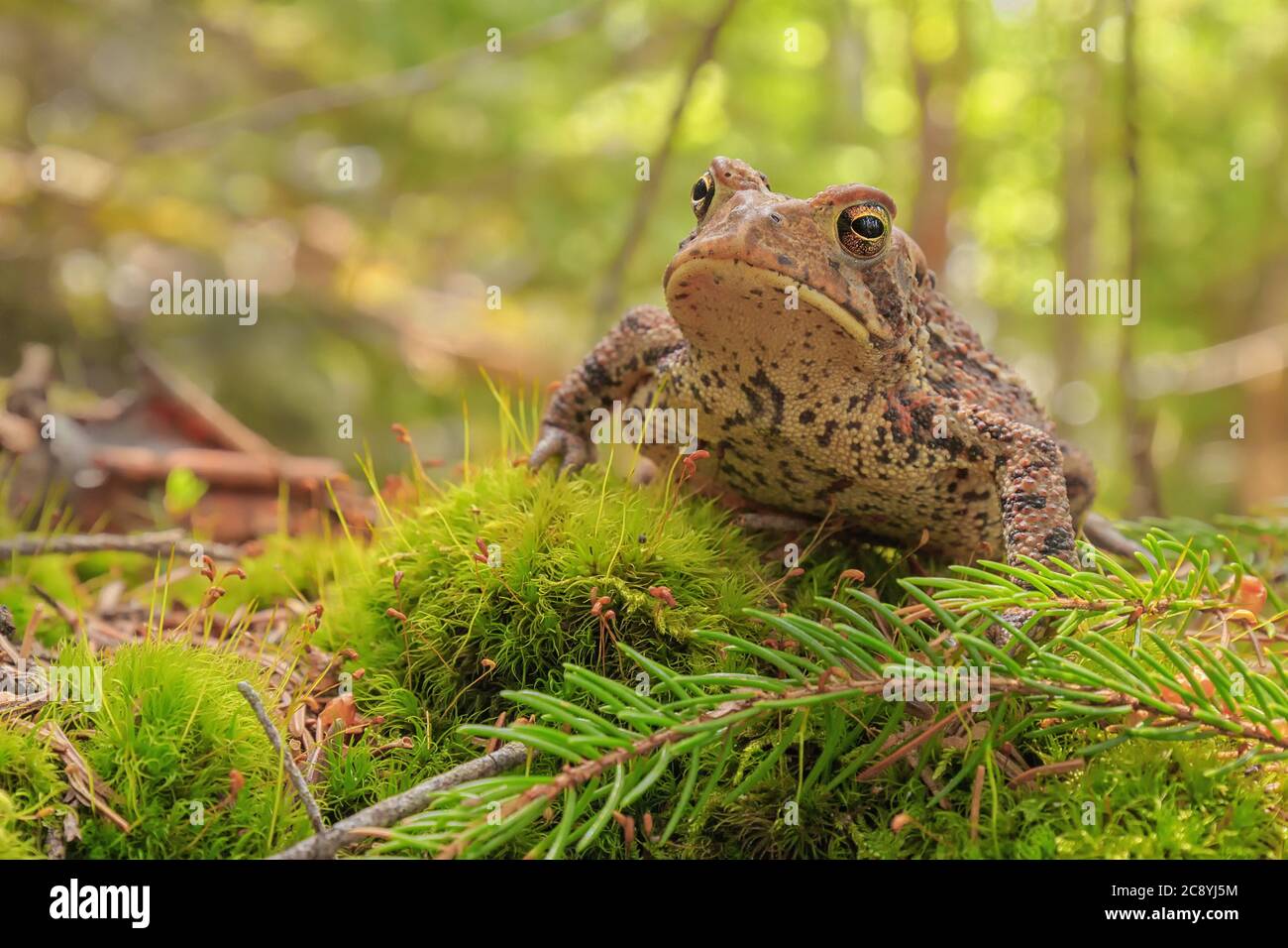 Un crapaud américain repose sur une souche de mousse. Banque D'Images