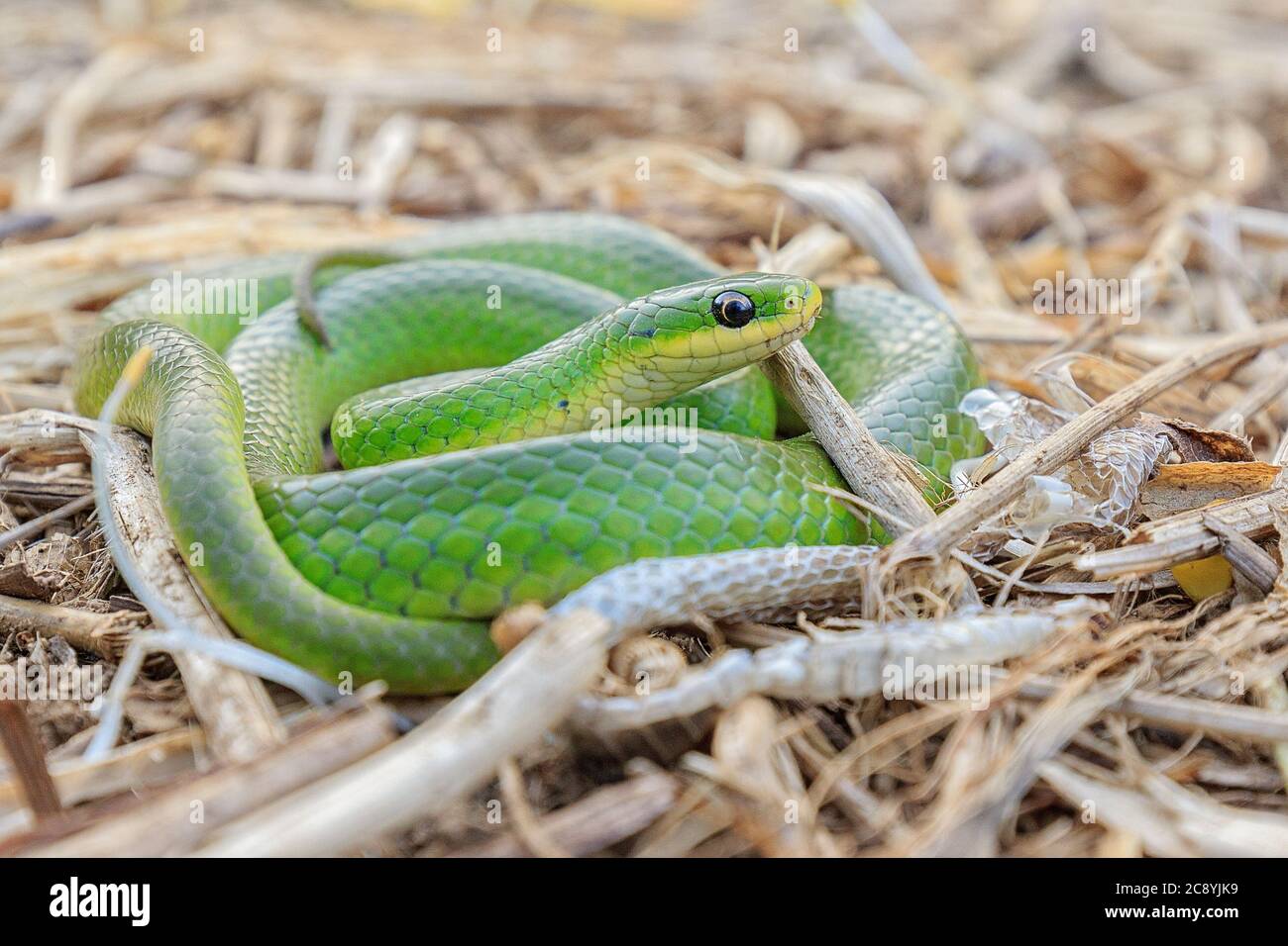 Un serpent vert lisse enroulé dans de l'herbe morte. Banque D'Images