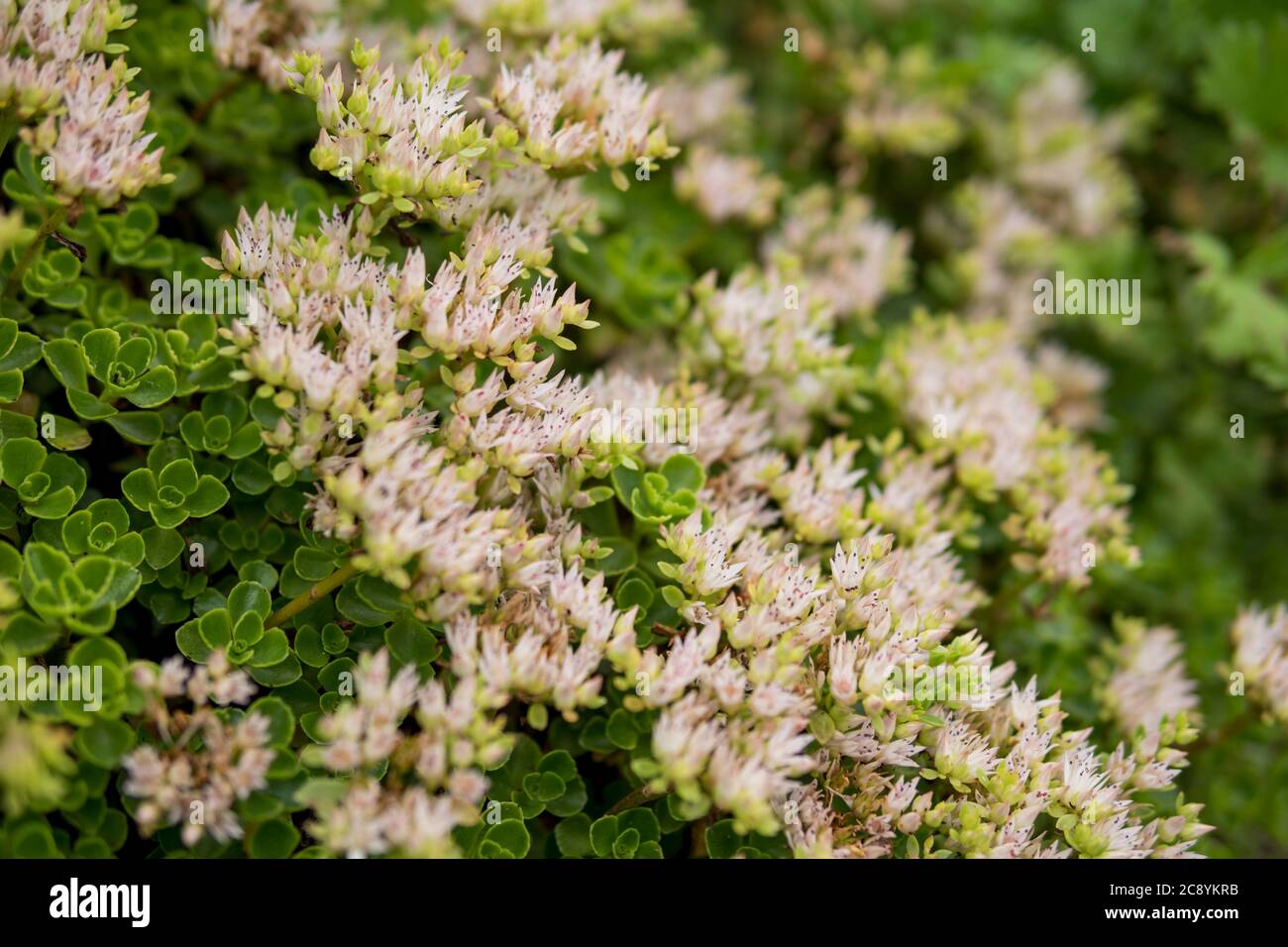 Détail de Sedum sjonium poussant dans un jardin pendant la saison estivale Banque D'Images