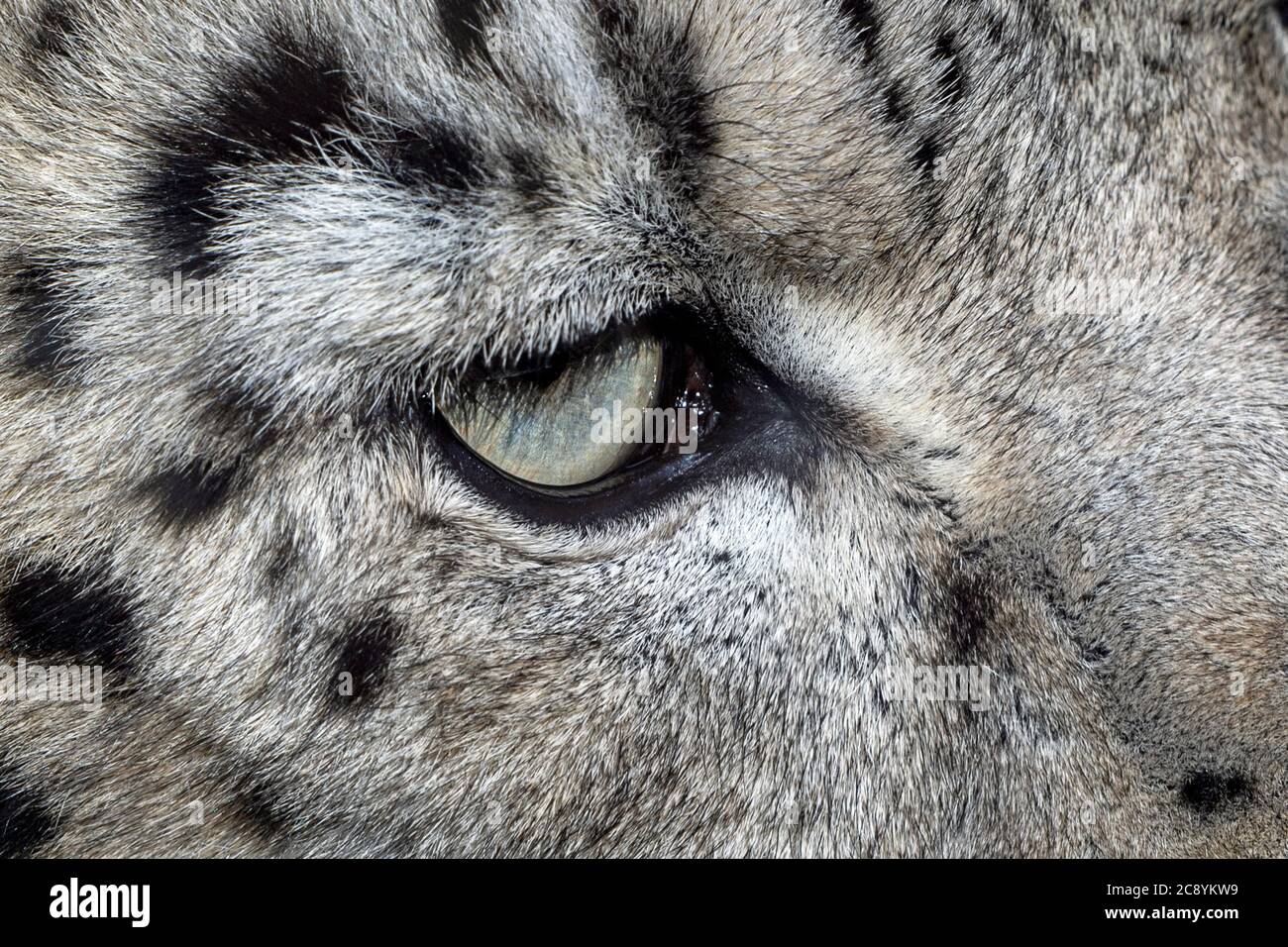 Œil du léopard des neiges femelle adulte (gros plan) Banque D'Images