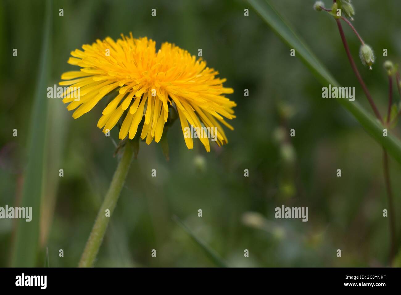 Une fleur de pissenlit jaune (Taraxacum officinale), une dent de lion ou une fleur d'horloge, gros plan, vue latérale, floraison sur un fond vert naturel Banque D'Images
