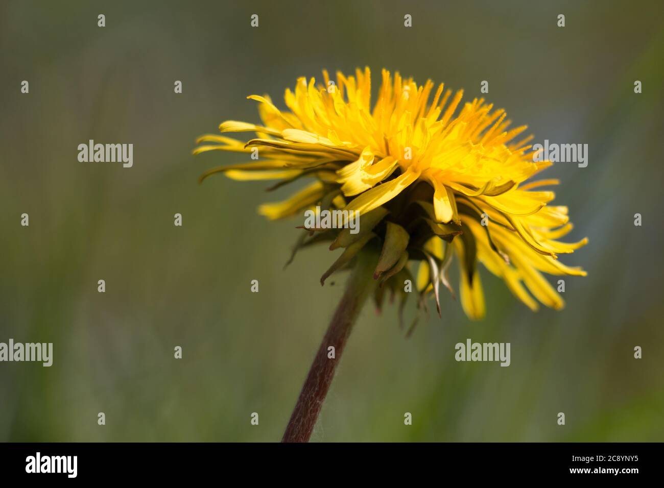 Une fleur de pissenlit jaune (Taraxacum officinale), une dent de lion ou une fleur d'horloge, gros plan, vue latérale, floraison sur un fond vert naturel Banque D'Images