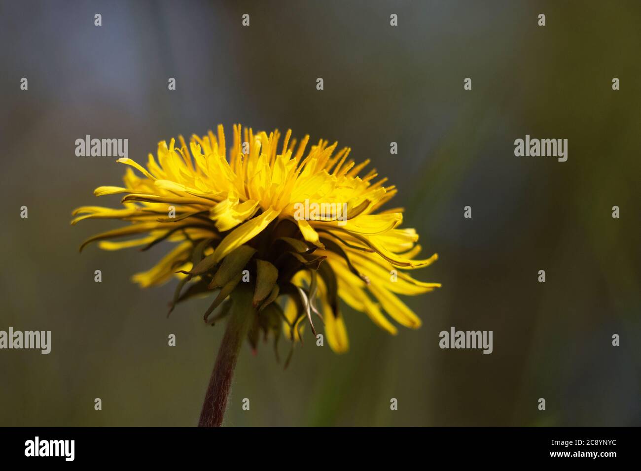 Une fleur de pissenlit jaune (Taraxacum officinale), une dent de lion ou une fleur d'horloge, gros plan, vue latérale, floraison sur un fond vert naturel Banque D'Images