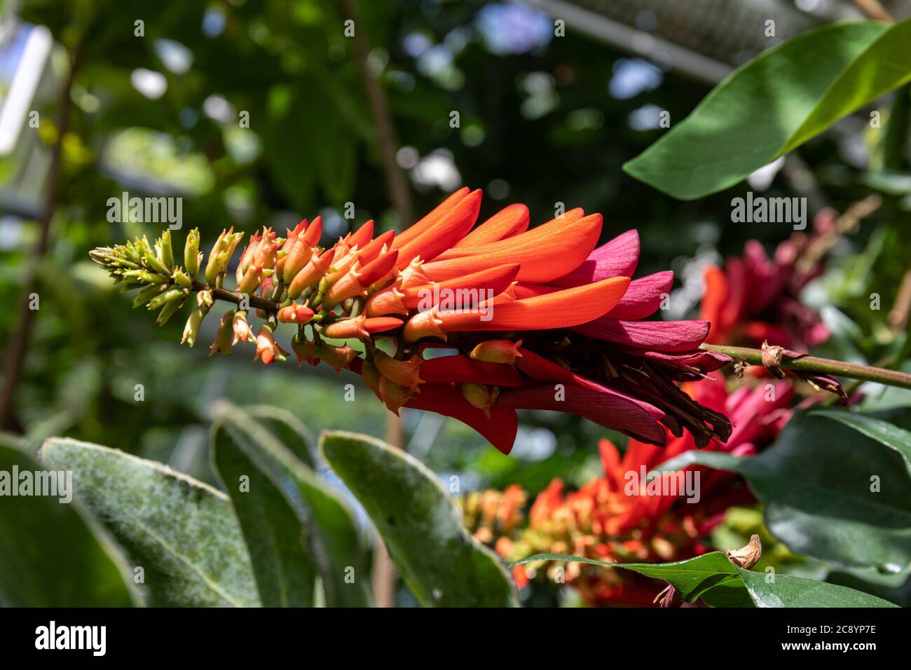 Gros plan de l'inflorescence de l'Erythrina lysistemon, plante communément connue sous le nom d'arbre de corail commun, d'arbre de haricots chanceux, d'umsintsi, de muvhale, de mokhungwane, de mokhungwane Banque D'Images