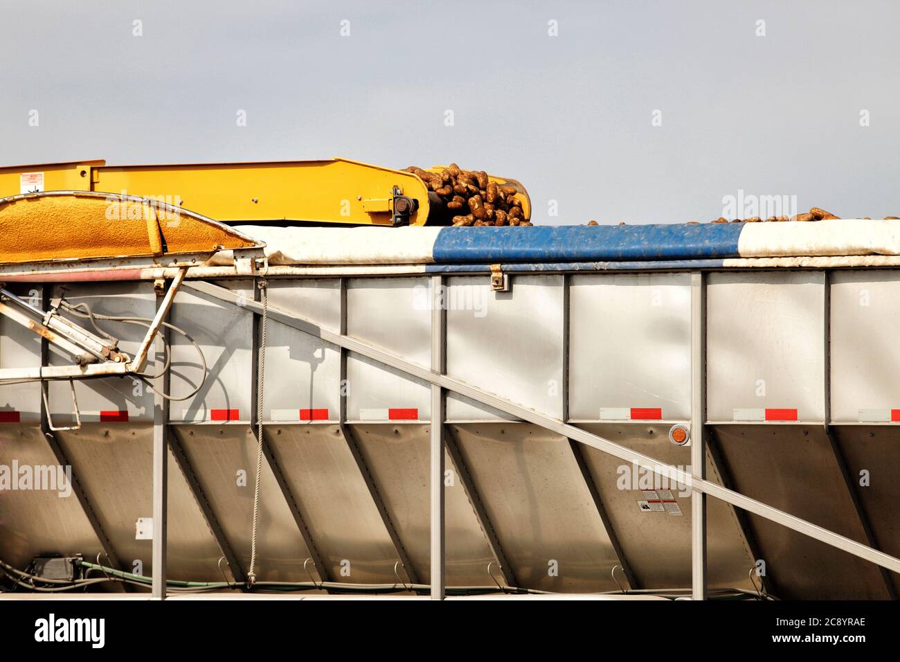 Des pommes de terre de l'Idaho fraîchement récoltées sont chargées dans un camion pour le transport dans une cave de stockage. Banque D'Images